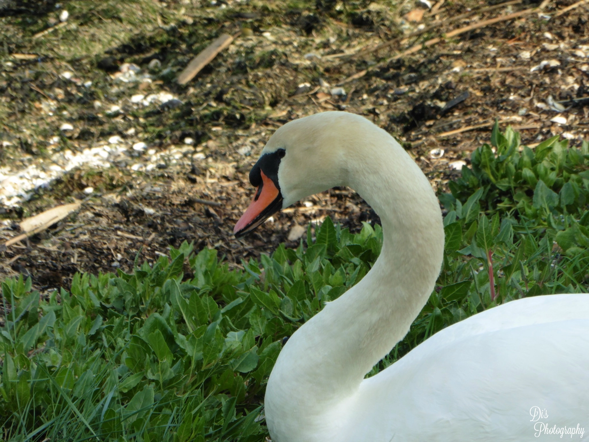 Panasonic DMC-TZ55 sample photo. Male swan photography