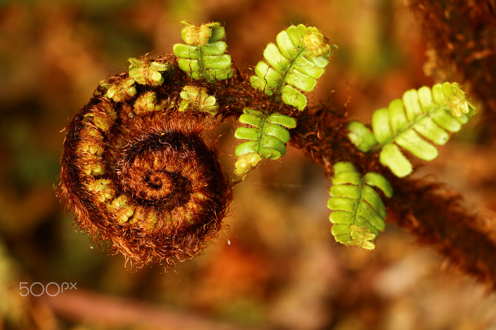 Canon EF-S 18-135mm F3.5-5.6 IS STM sample photo. Fern/varen photography