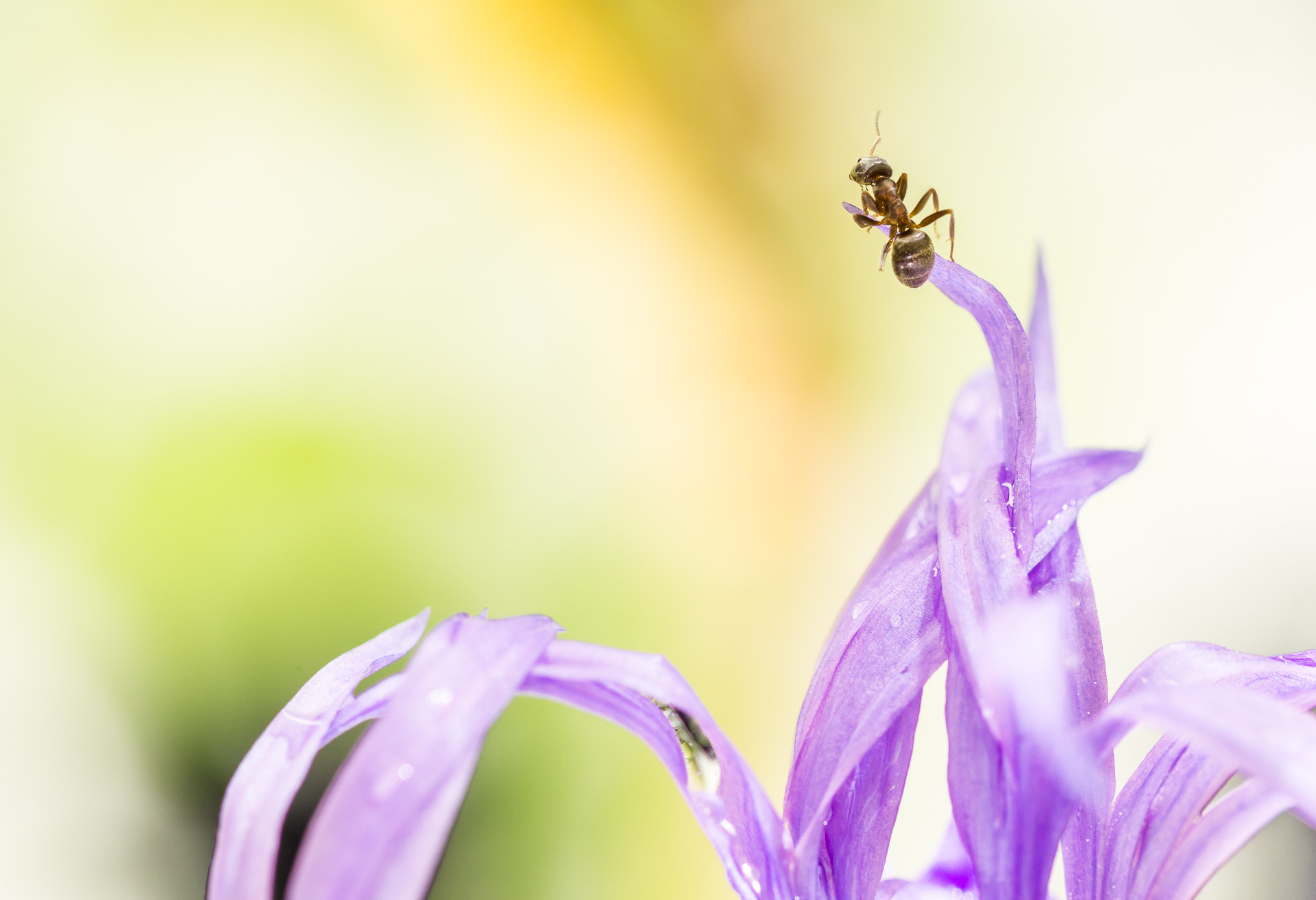 Sony a6000 + 105mm F2.8 sample photo. ... photography