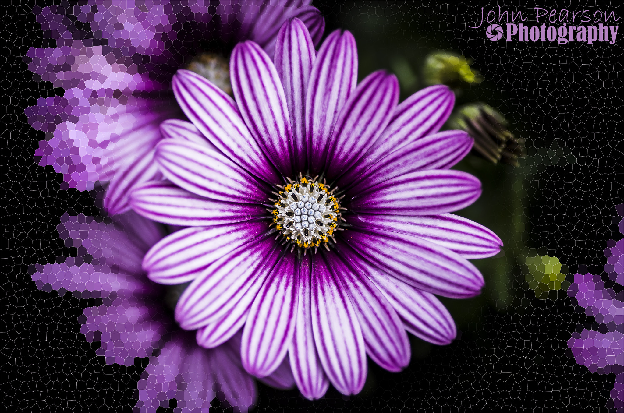 Pentax K-50 + Tamron SP AF 90mm F2.8 Di Macro sample photo. Osteospermum photography