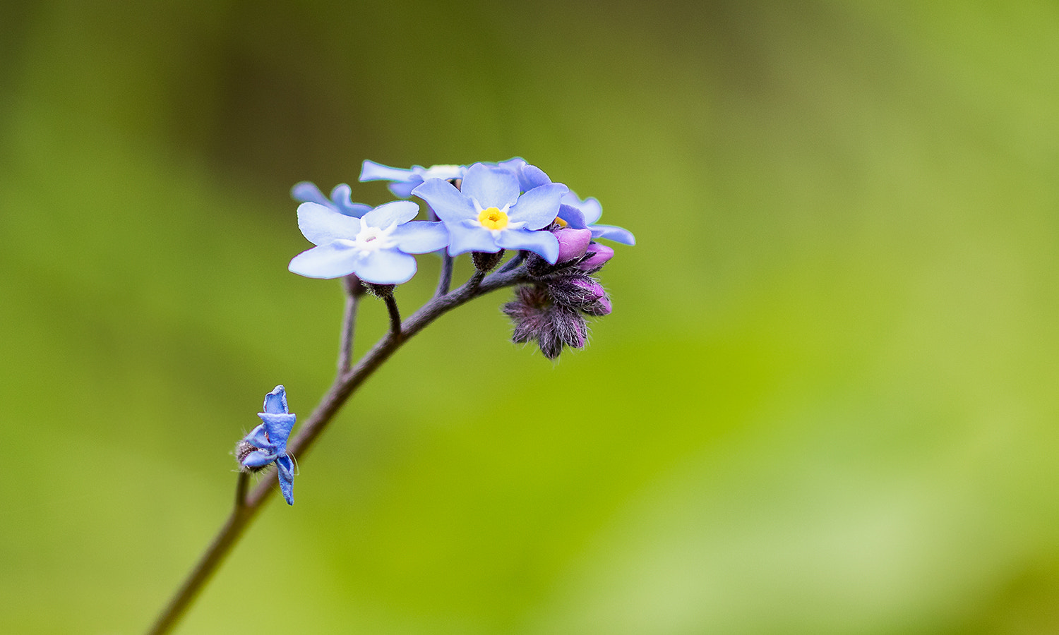 Sigma 105mm F2.8 EX DG Macro sample photo. Details photography