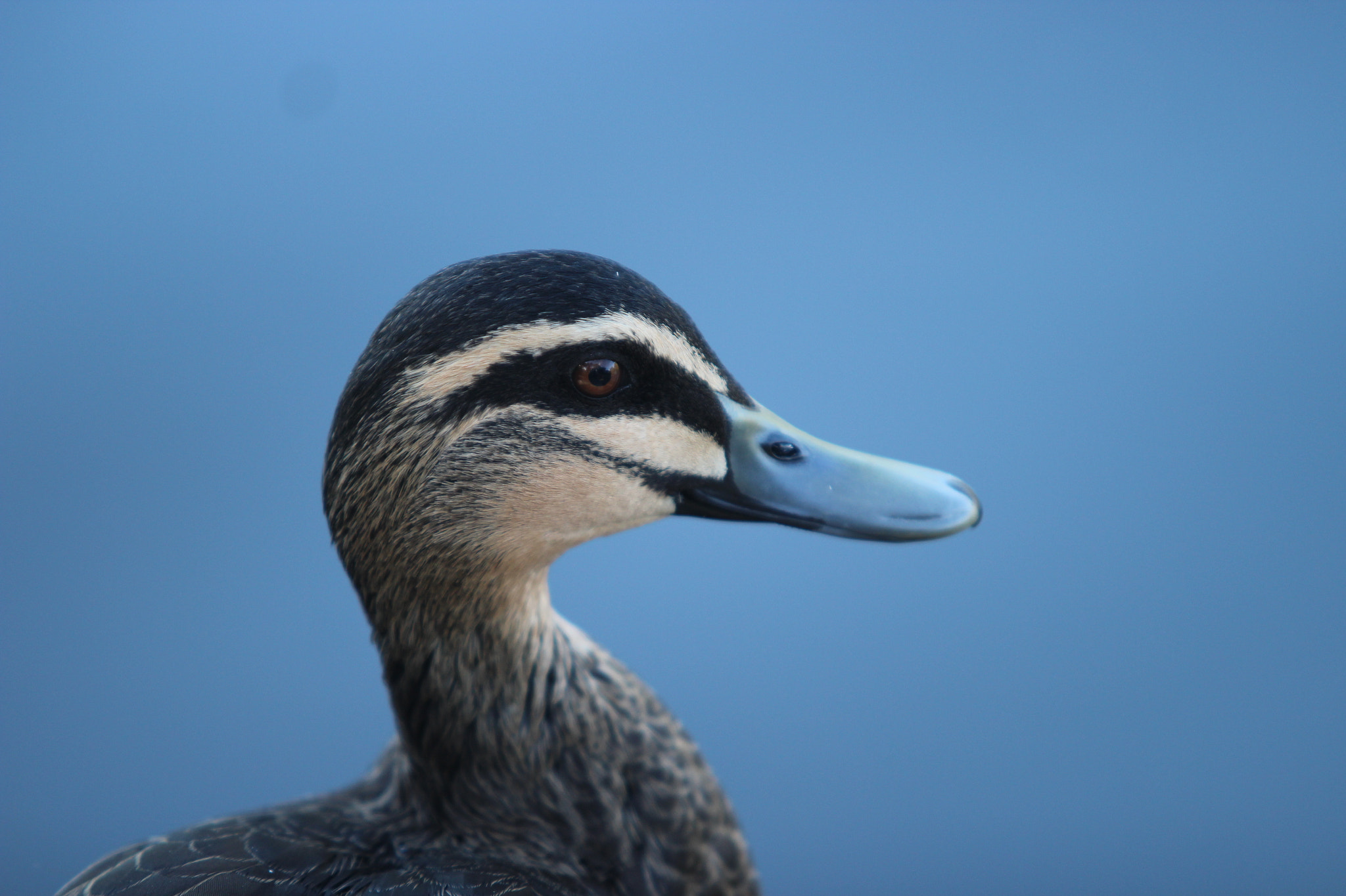 Canon EF 70-200mm F2.8L USM sample photo. Duck photography