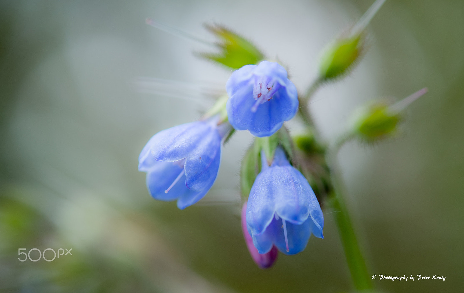 Fujifilm X-M1 + Fujifilm XF 60mm F2.4 R Macro sample photo. Blue beauty photography