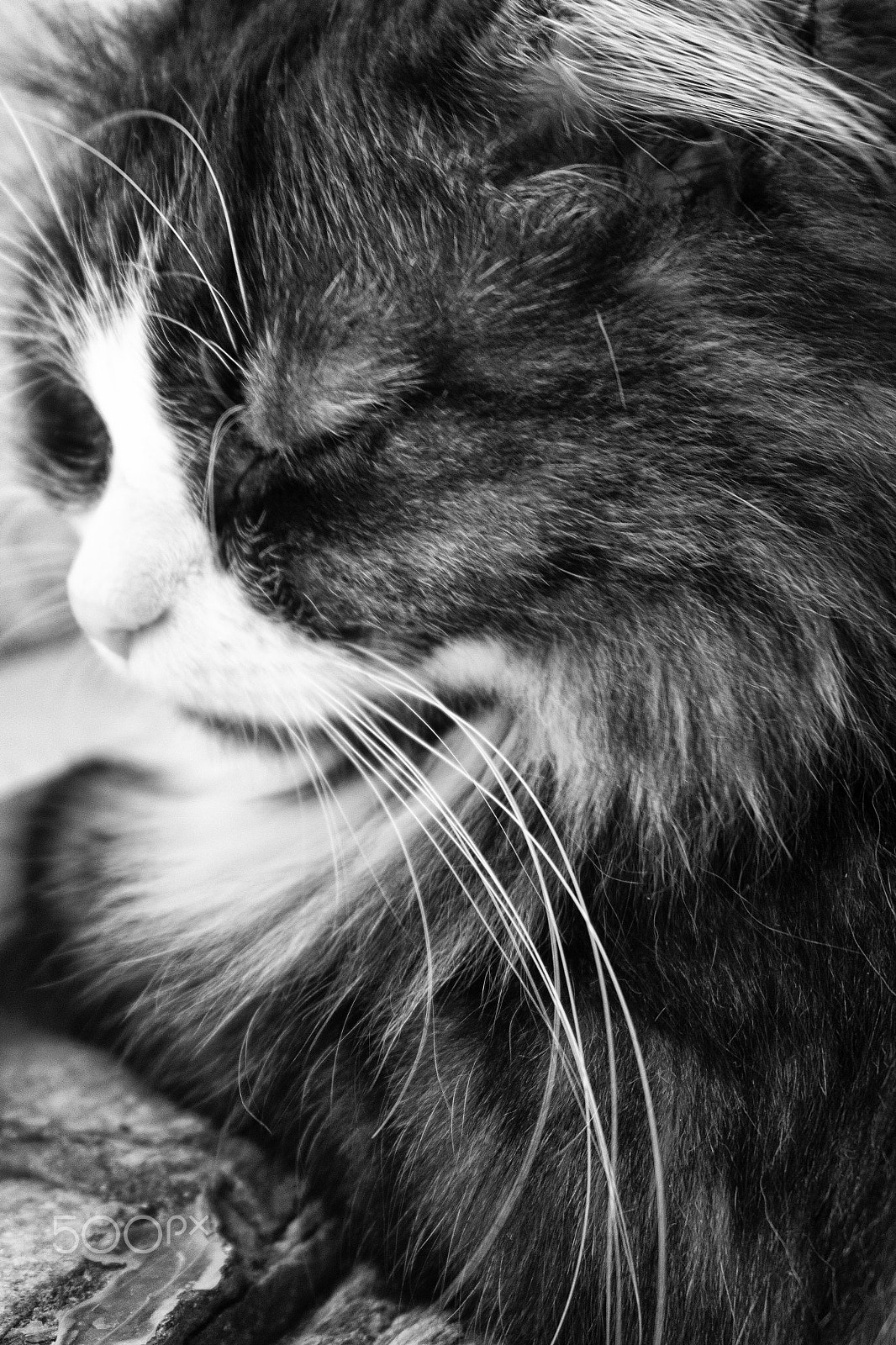 Samsung NX 20-50mm F3.5-5.6 ED sample photo. Saba photography