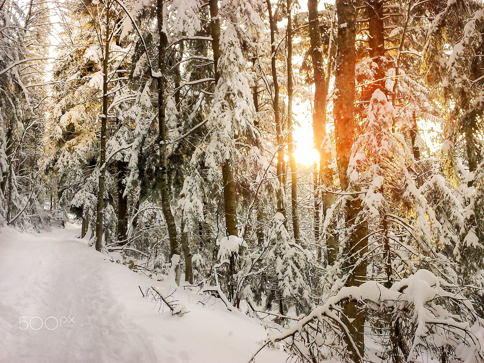 Nokia N95 8GB sample photo. Sunset in the forest photography