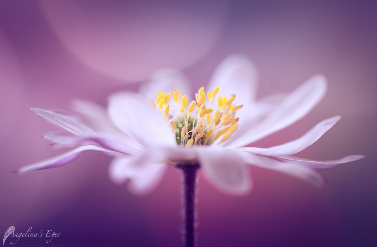 100mm F2.8 G SSM OSS sample photo. Violetta meets rose photography