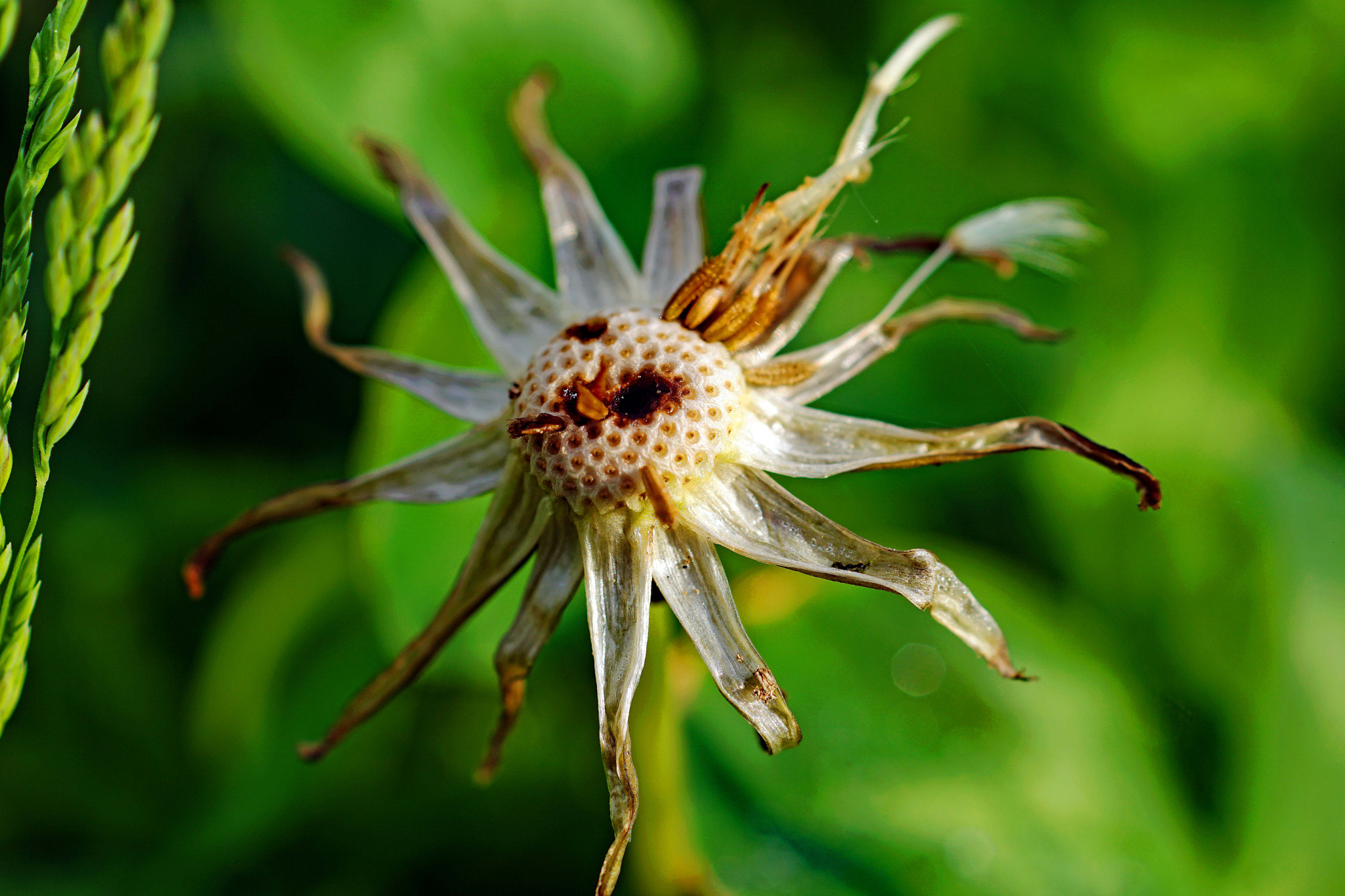 Sony DT 30mm F2.8 Macro SAM sample photo. Even after the bloom still wonderful photography