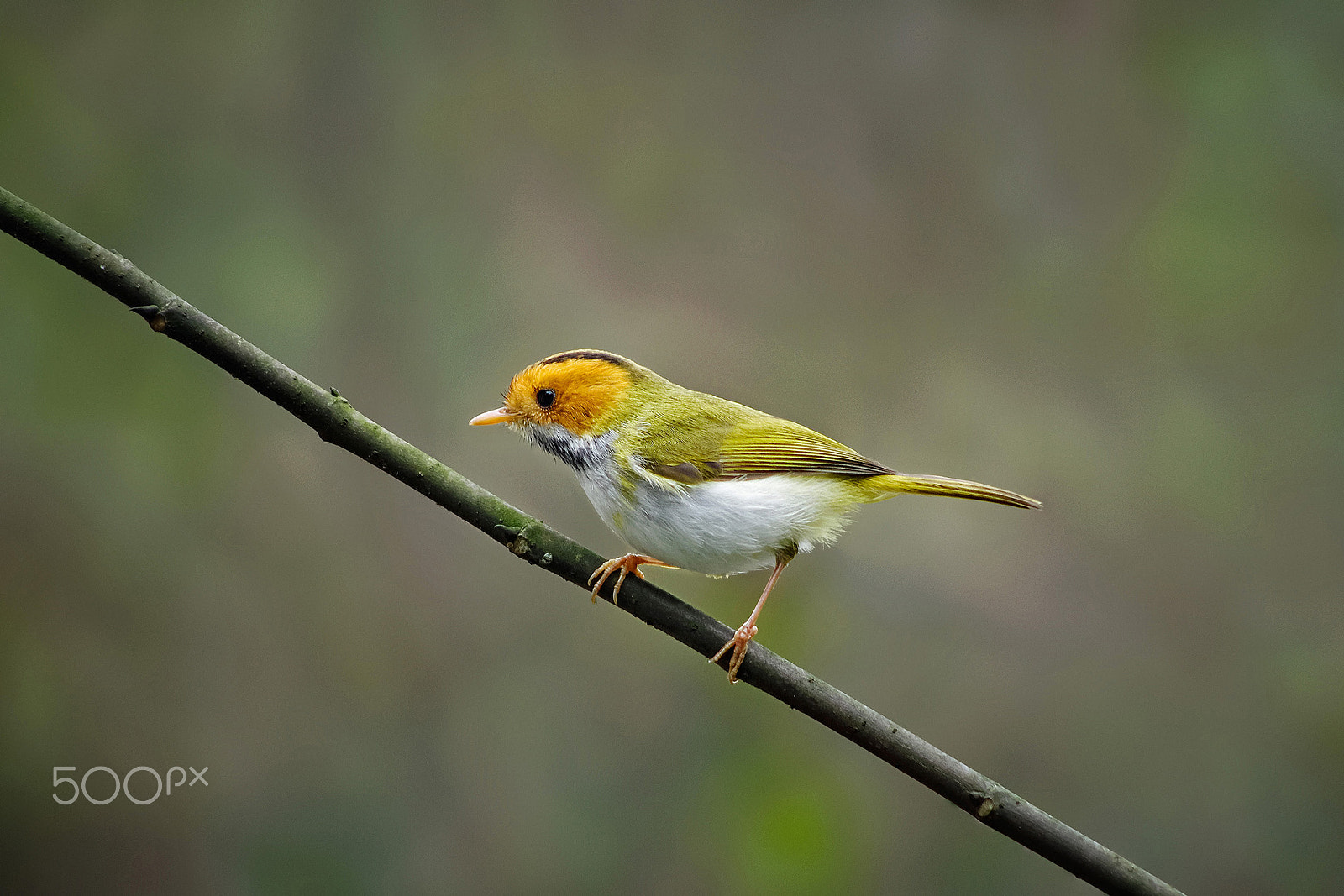 smc PENTAX-DA L 55-300mm F4-5.8 ED sample photo. Color face photography