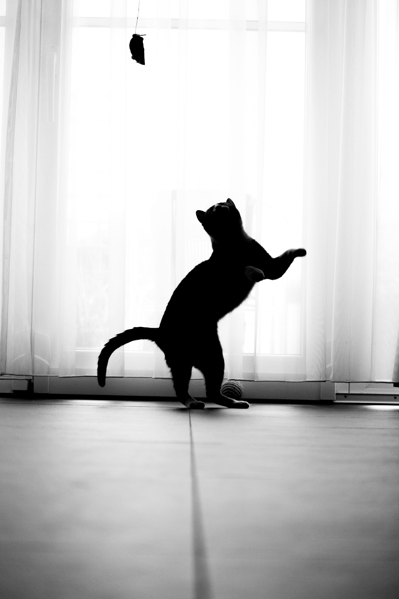 Canon EOS M sample photo. Catch the mouse photography