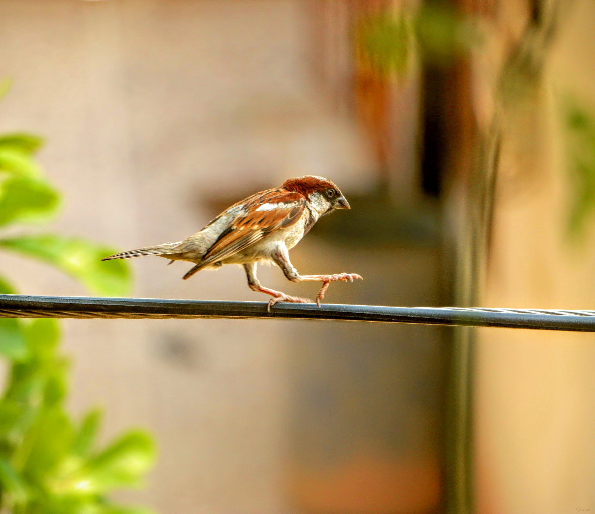 Canon EF-S 18-135mm F3.5-5.6 IS STM sample photo. Sparrow step photography
