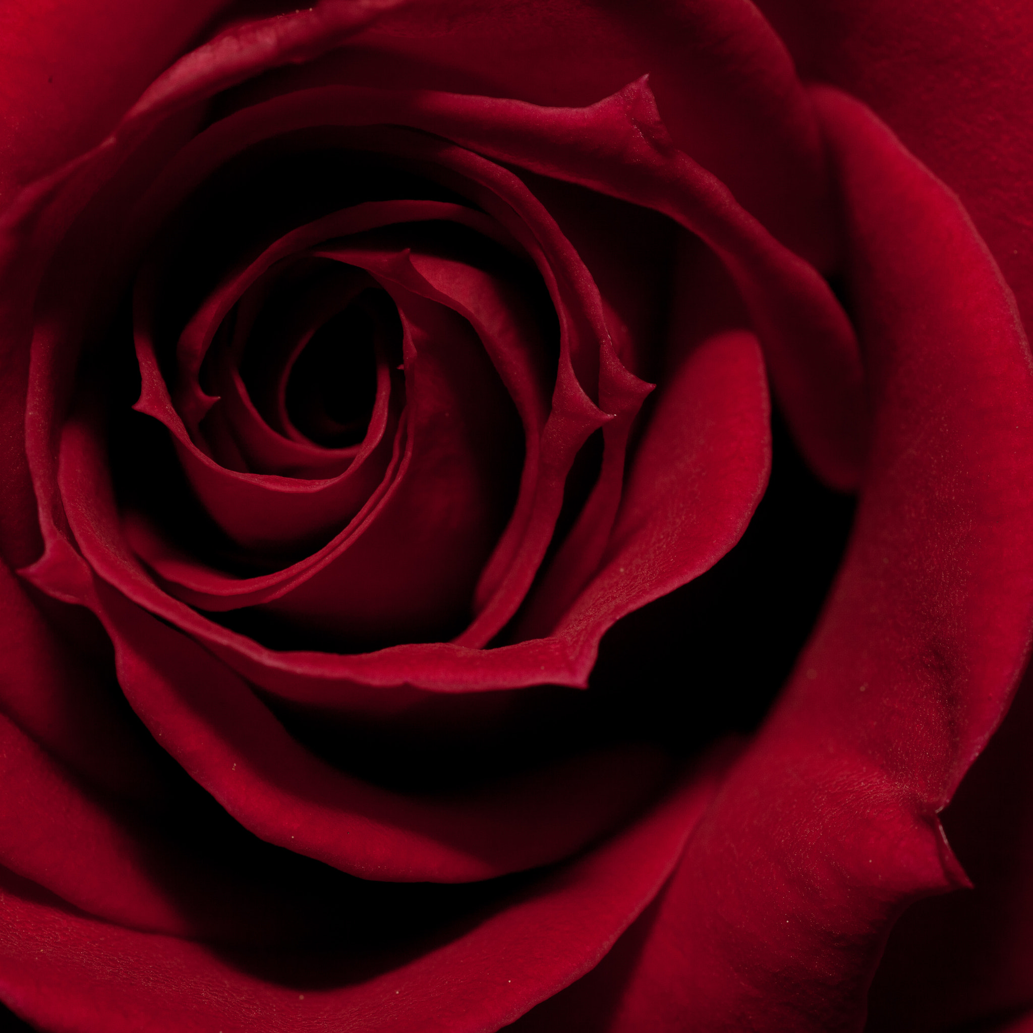 Tamron SP AF 90mm F2.8 Di Macro sample photo. Rose photography