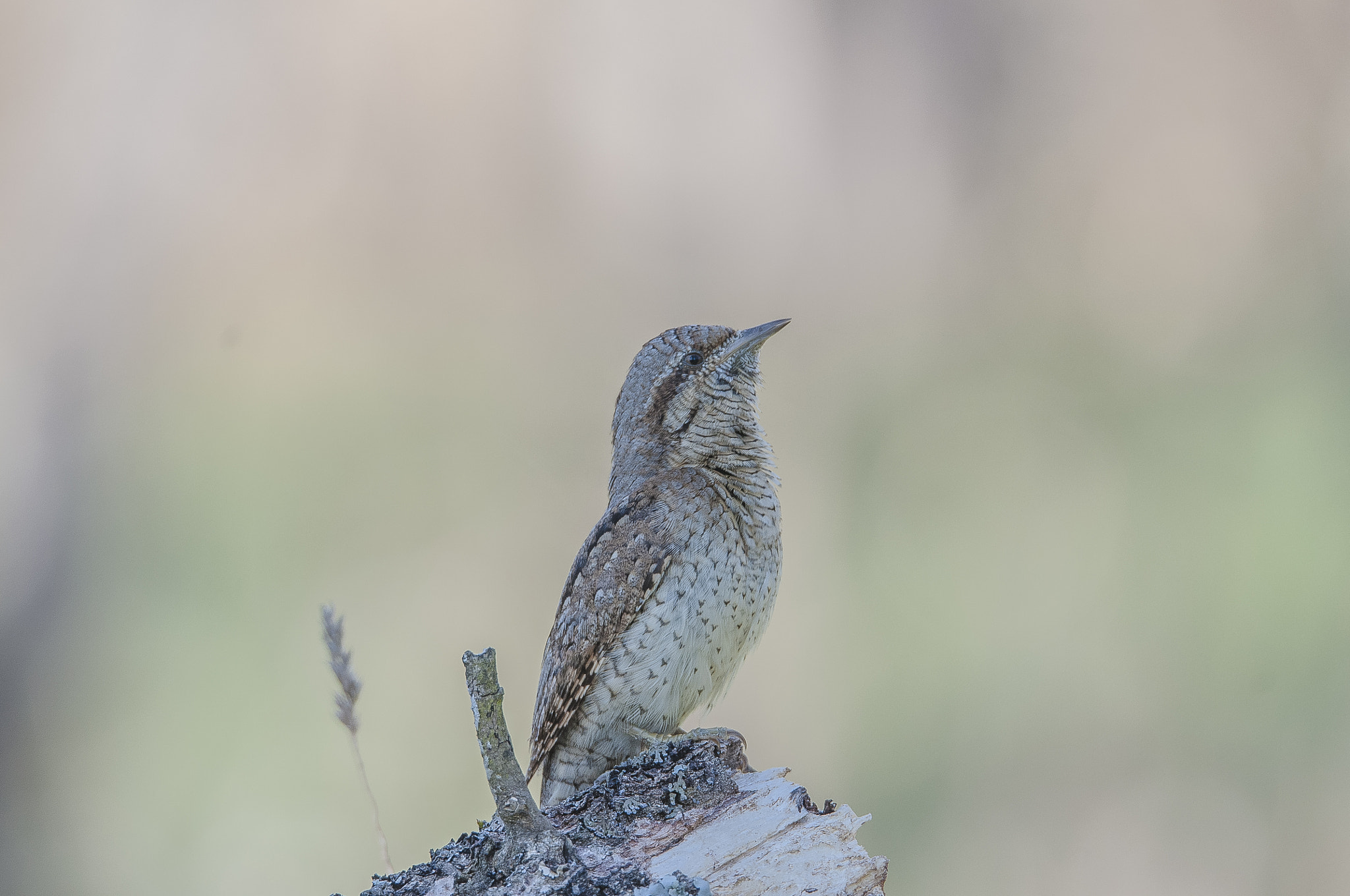 Sigma 150-600mm F5-6.3 DG OS HSM | S sample photo. Torcecuellos photography