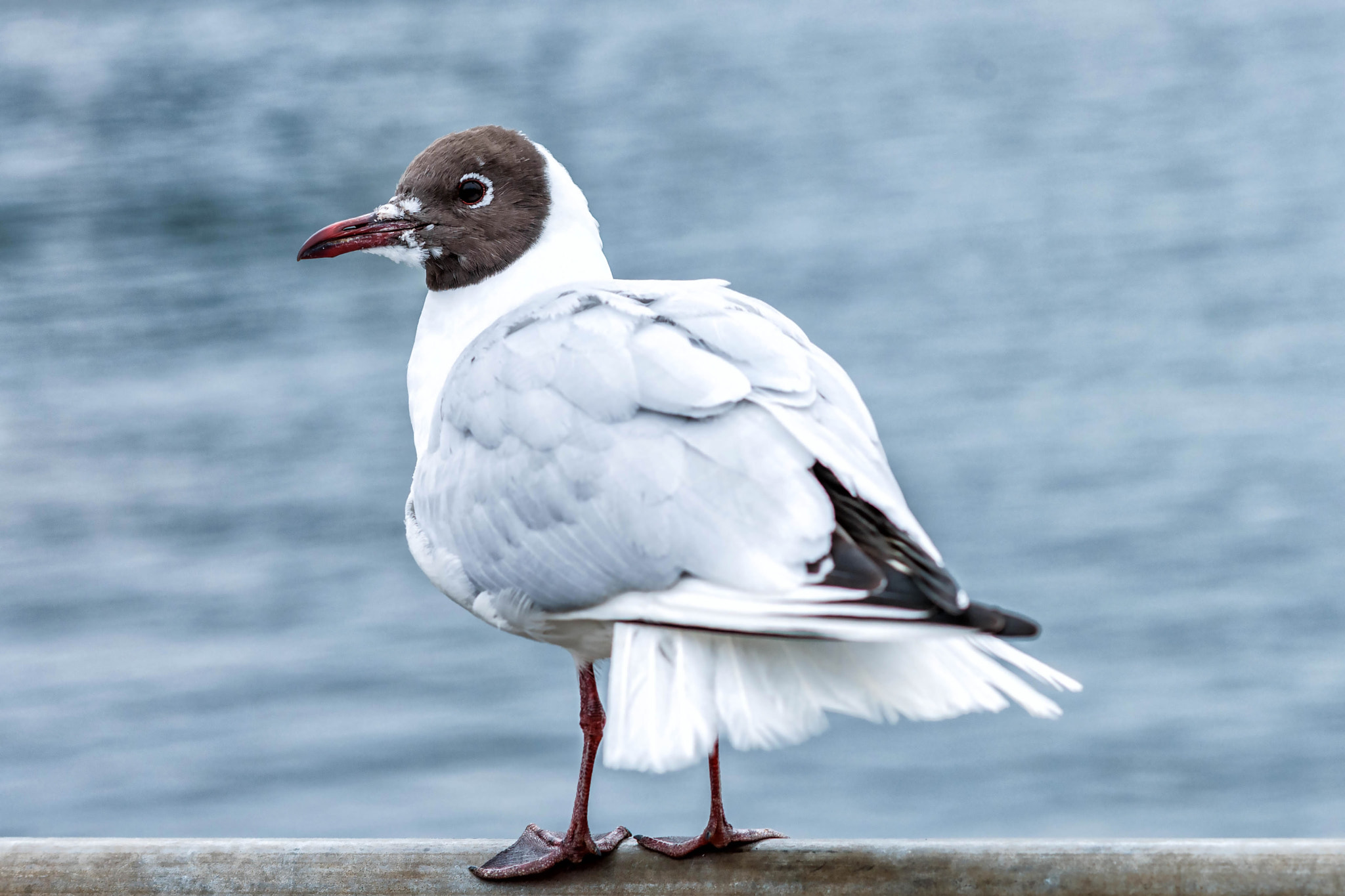 Nikon D3X + Nikon AF Nikkor 105mm F2D DC sample photo. Hometown black-headed gull photography