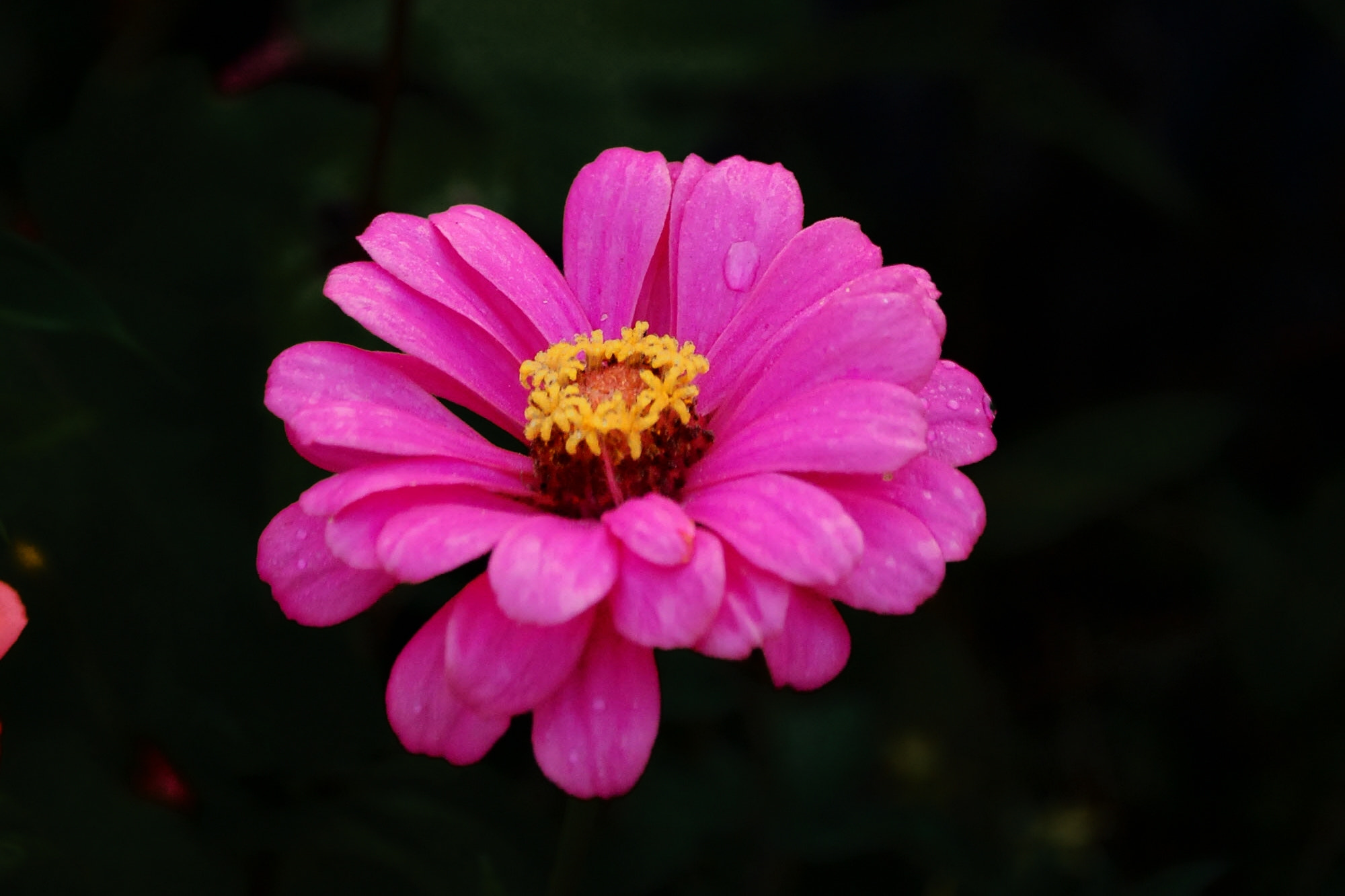 Nikon D40 sample photo. Flower photography