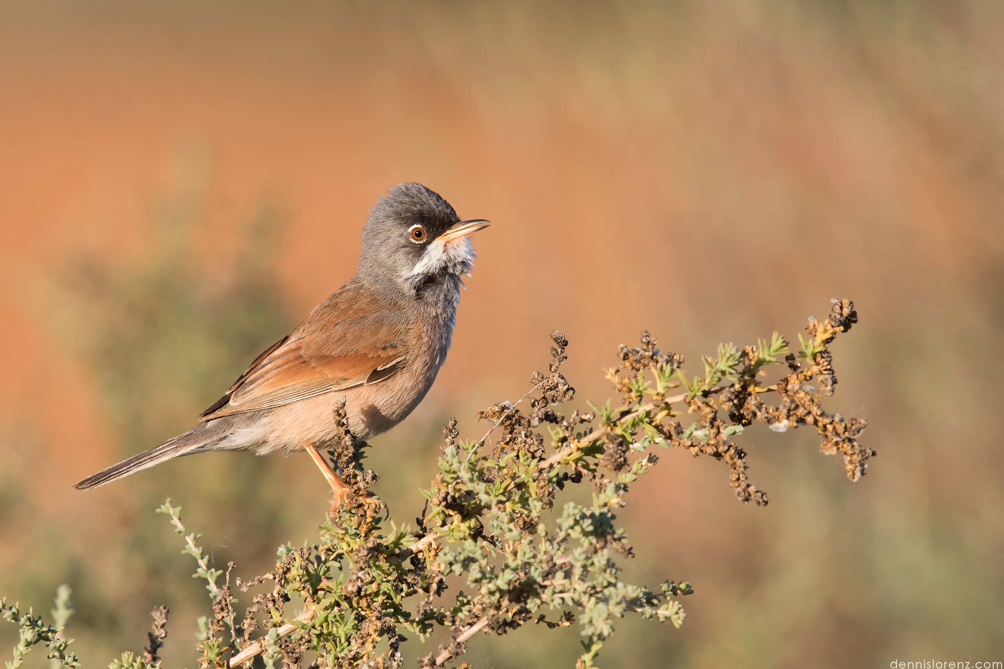 Canon EOS 7D Mark II + Canon EF 600mm F4L IS II USM sample photo. Spectacled warbler | brillengrasmücke photography