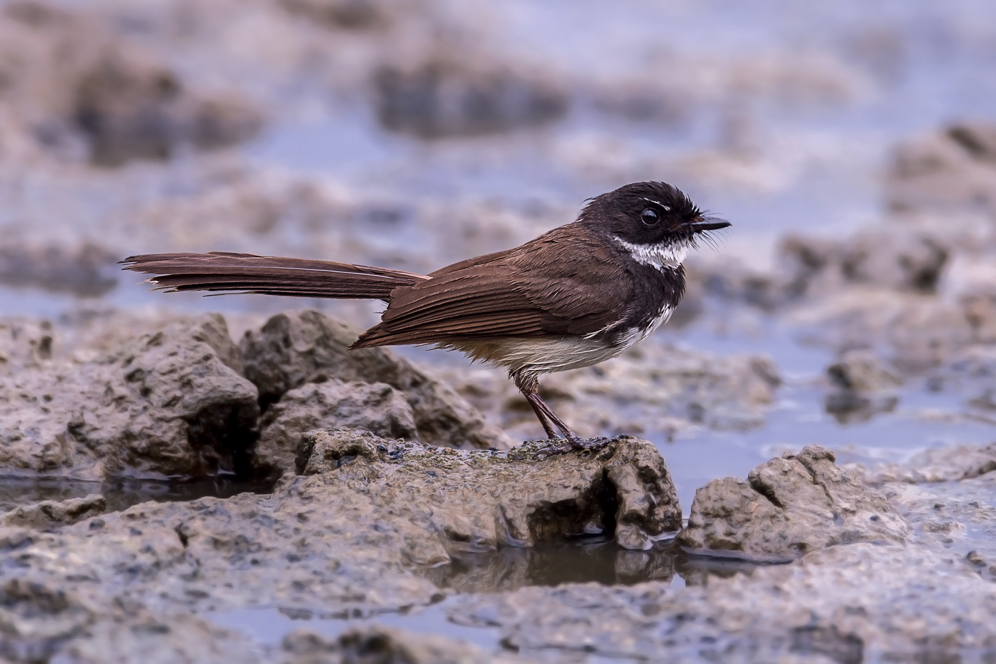 Nikon AF-S Nikkor 600mm F4E FL ED VR sample photo. Pied fantail rhipidura javanica পকড় লজ-নচন photography
