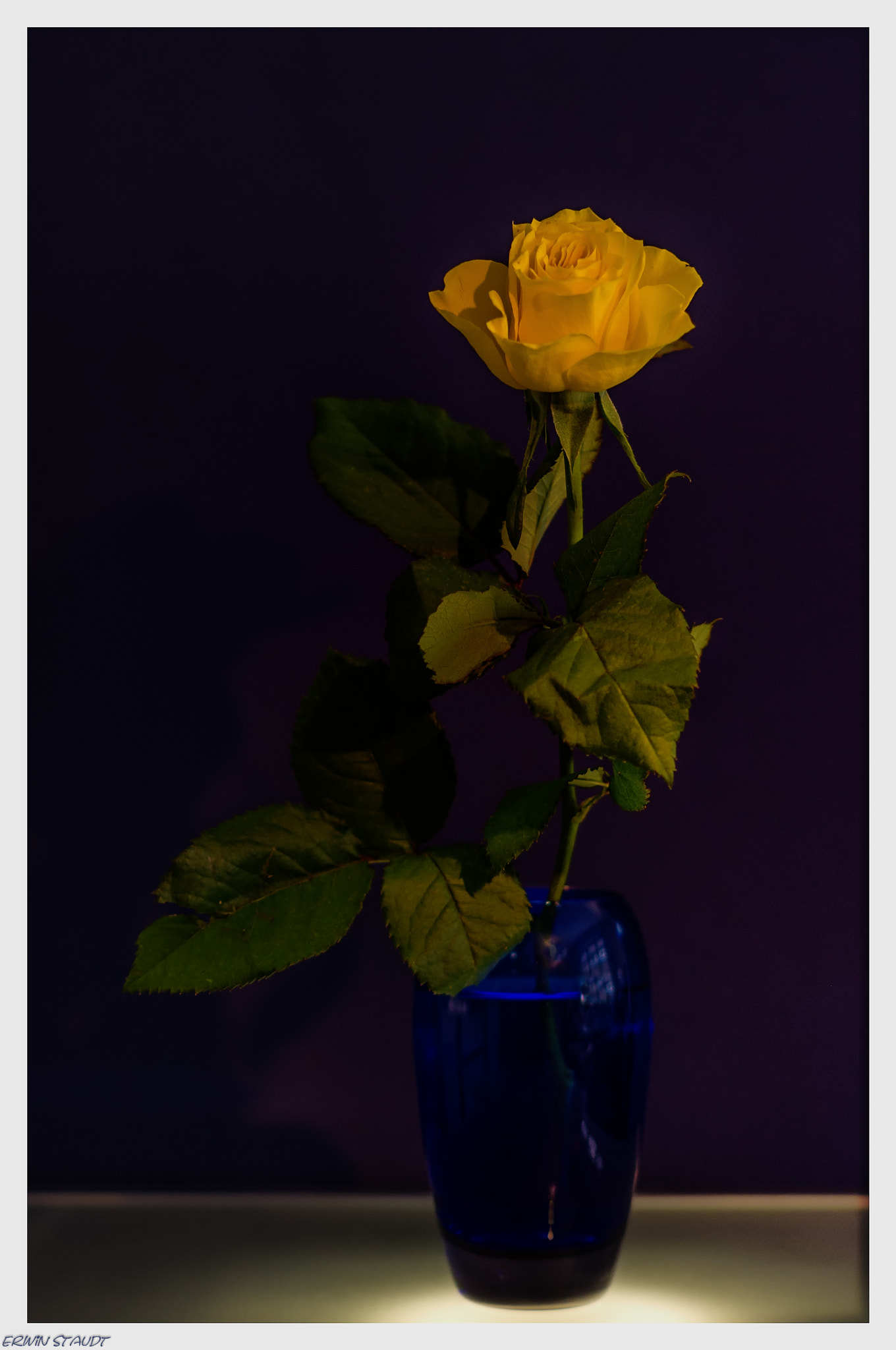 Pentax K-x sample photo. Rose photography