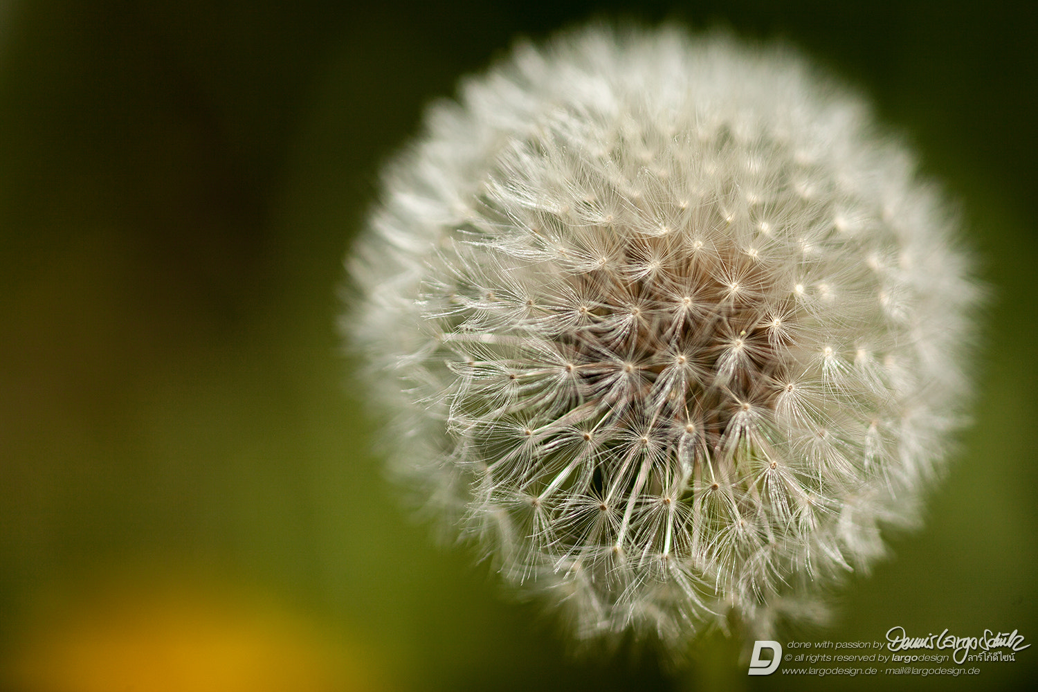 Canon EF 180mm F3.5L Macro USM sample photo. Feathery planet photography