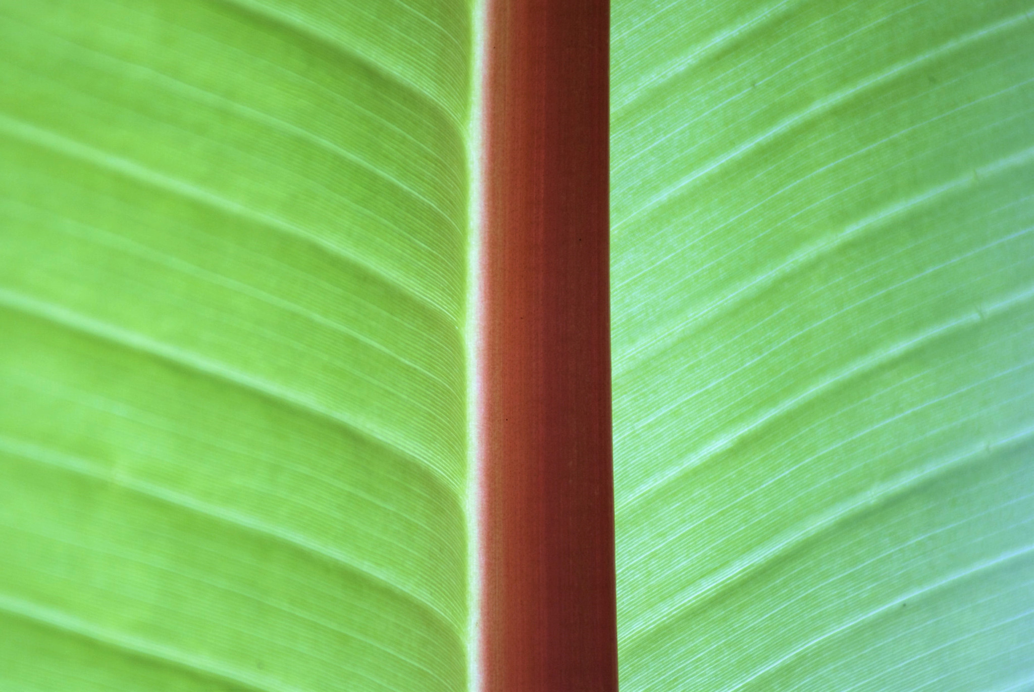 Sony Alpha DSLR-A300 sample photo. Green leaf photography