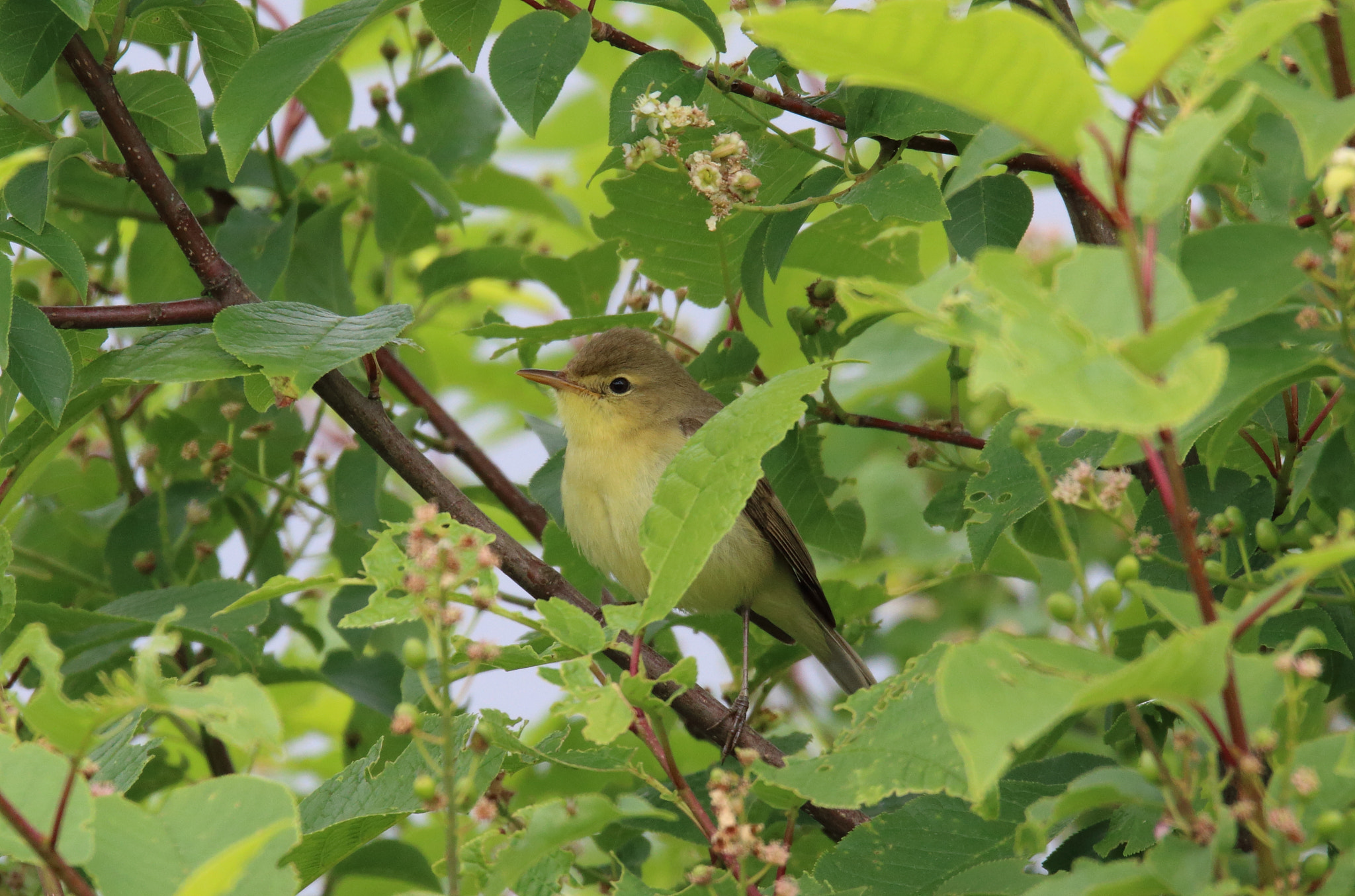Sigma 150-600mm F5-6.3 DG OS HSM | S sample photo. Orpheusspotvogel photography