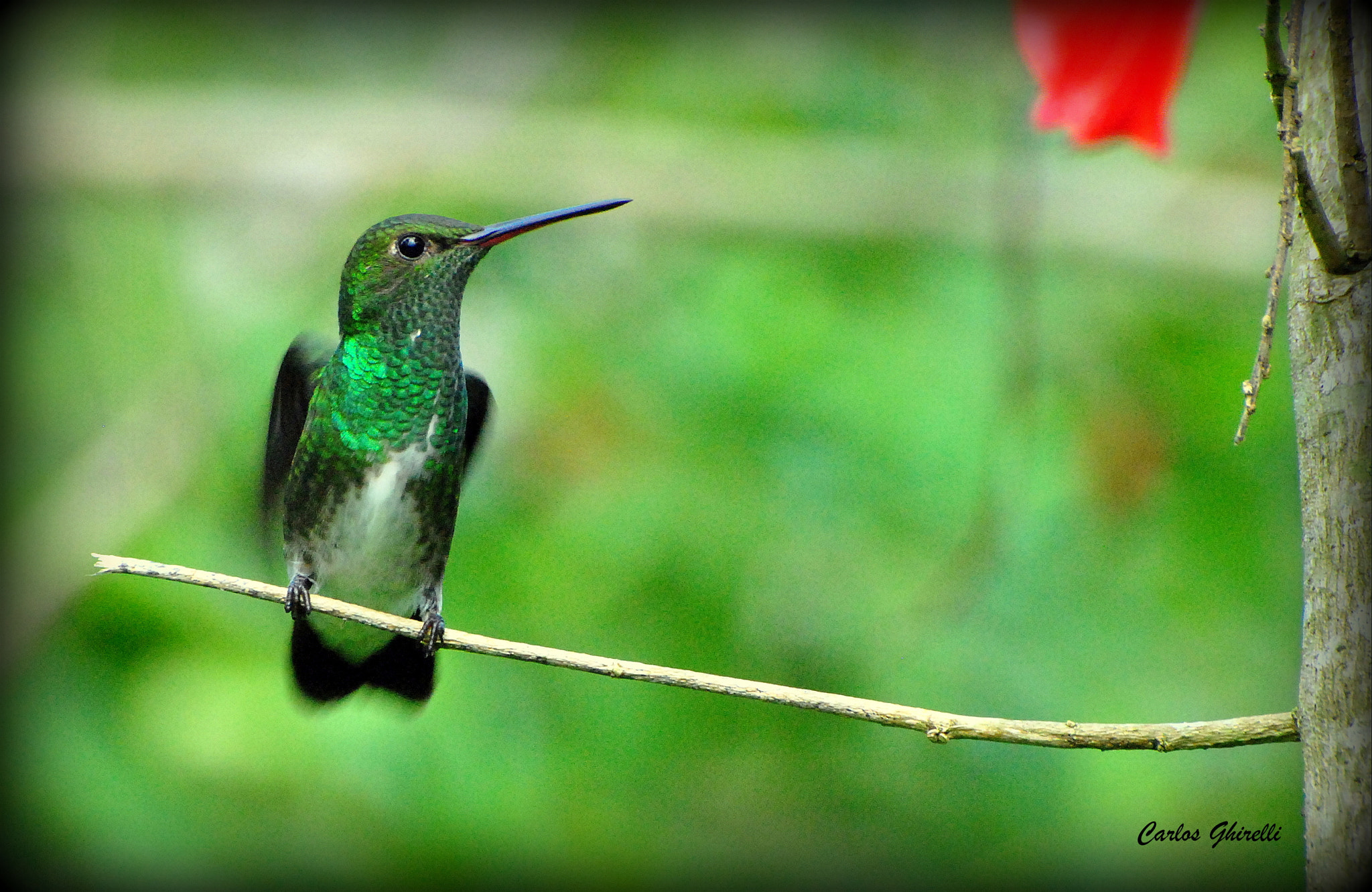 Nikon D3000 sample photo. Birds of brazil- beija flor de garganta verde ( amazilia fimbriata) glittering-throated emerald. photography