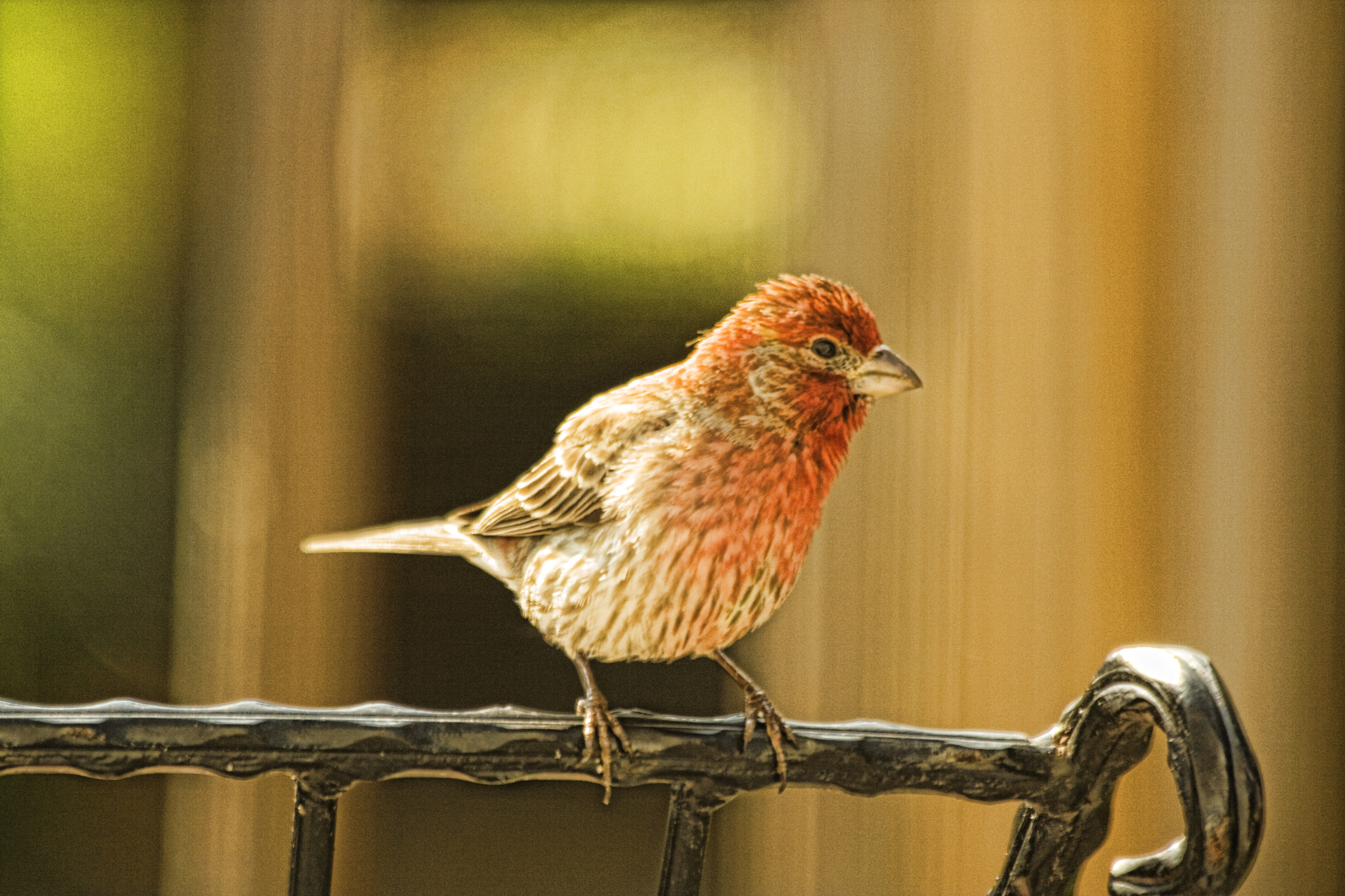 Canon EOS 400D (EOS Digital Rebel XTi / EOS Kiss Digital X) sample photo. Purple finch photography
