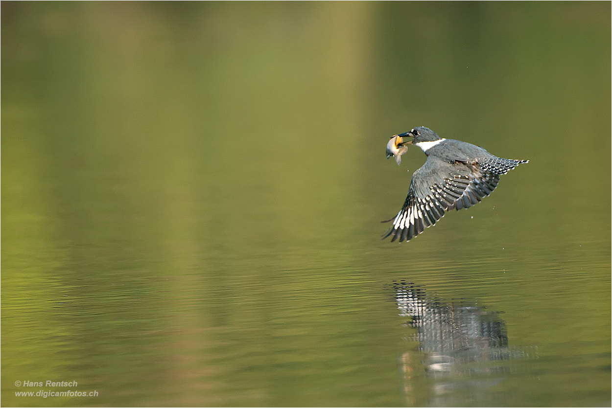 Nikon D800E sample photo. Megaceryle torquata  /  ringed kingfisher photography