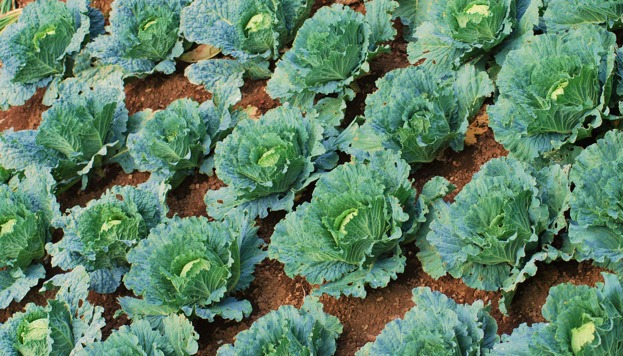 Nikon D60 sample photo. Cabbage photography