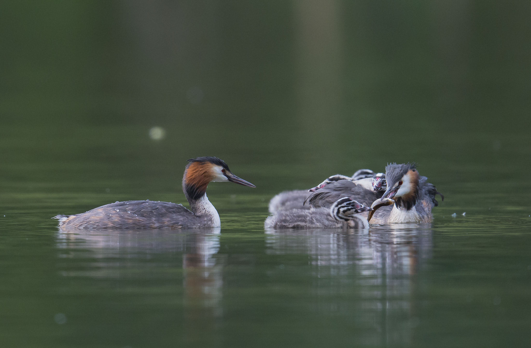 Nikon AF-S Nikkor 500mm F4E FL ED VR sample photo. Famille de grèbes huppés photography