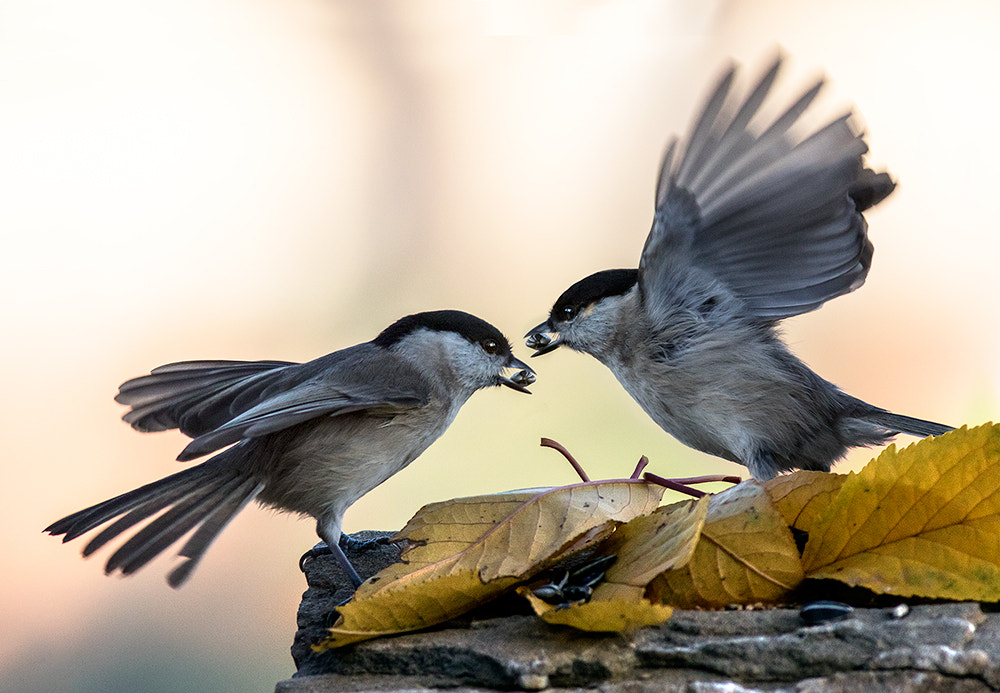 Canon EF 400mm F5.6L USM sample photo. Cincie bige photography