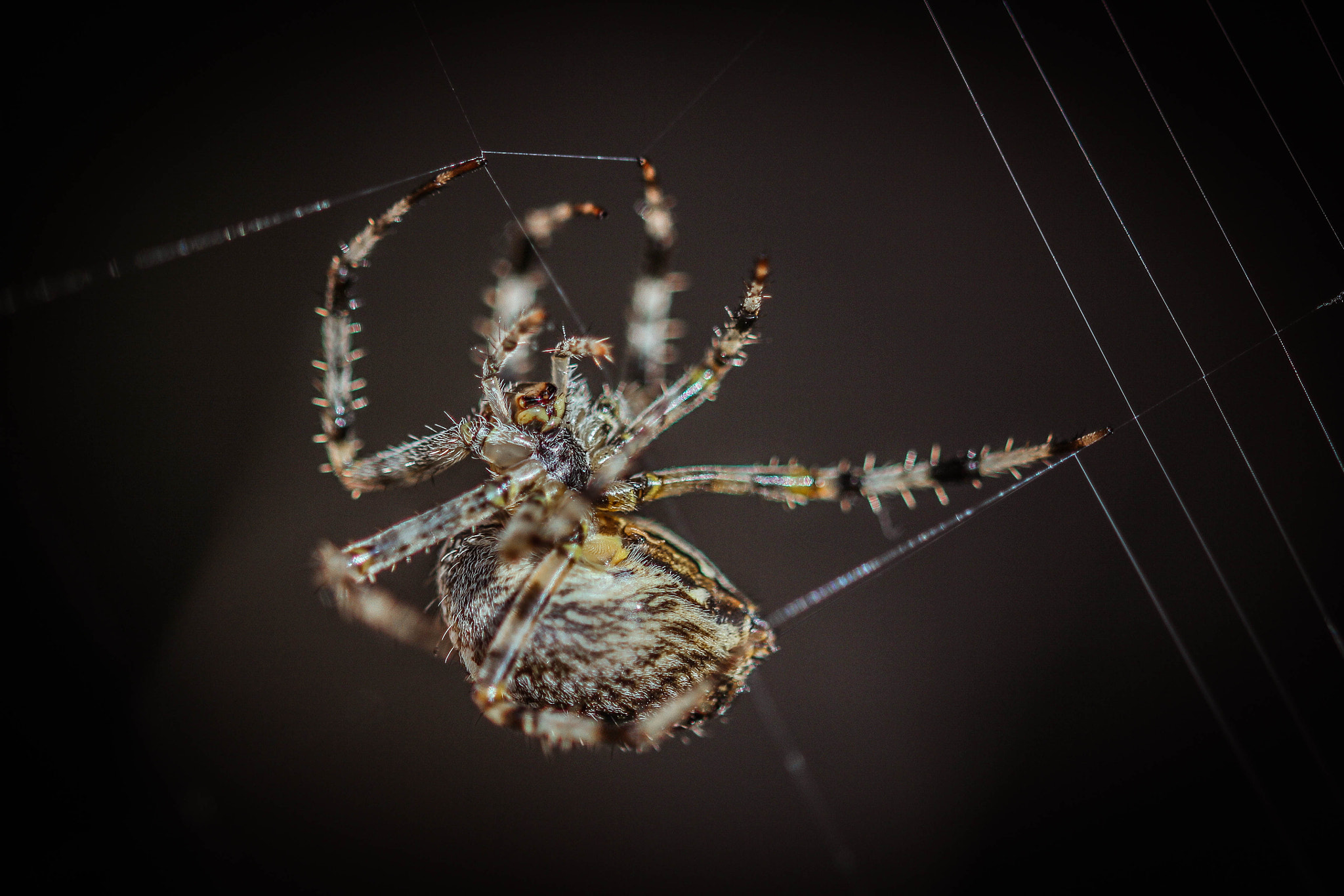 Sigma 105mm F2.8 EX DG OS HSM sample photo. Spider at work photography