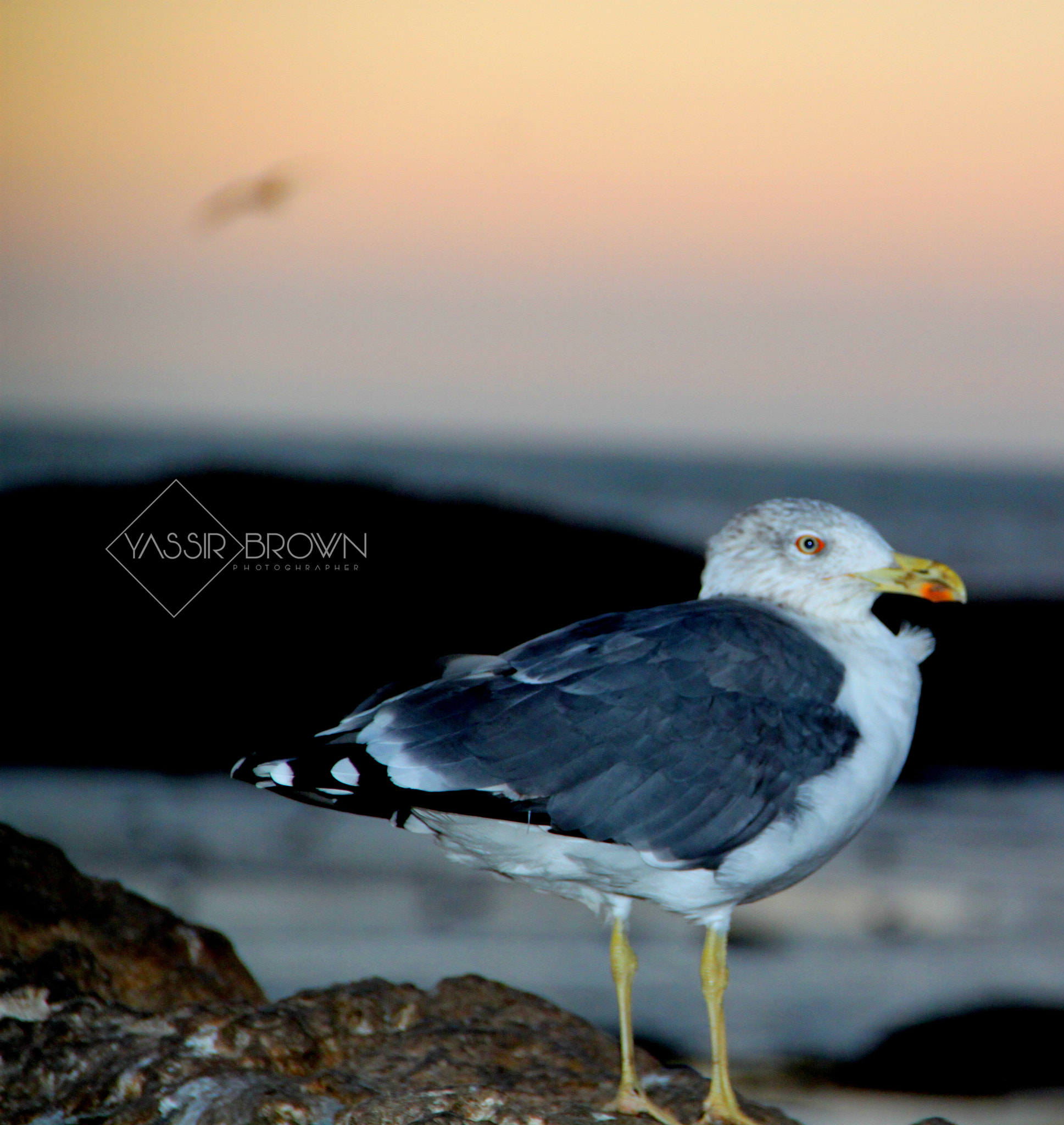Canon EOS 500D (EOS Rebel T1i / EOS Kiss X3) sample photo. Birds of essaouira photography