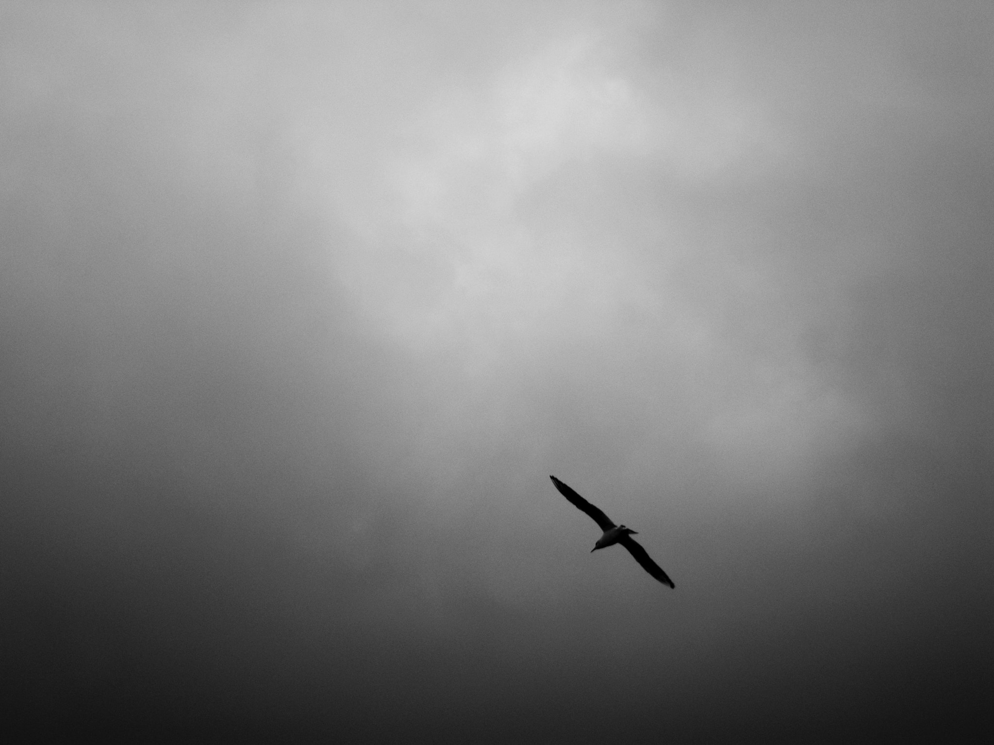 Canon PowerShot A1000 IS sample photo. Lonely bird photography