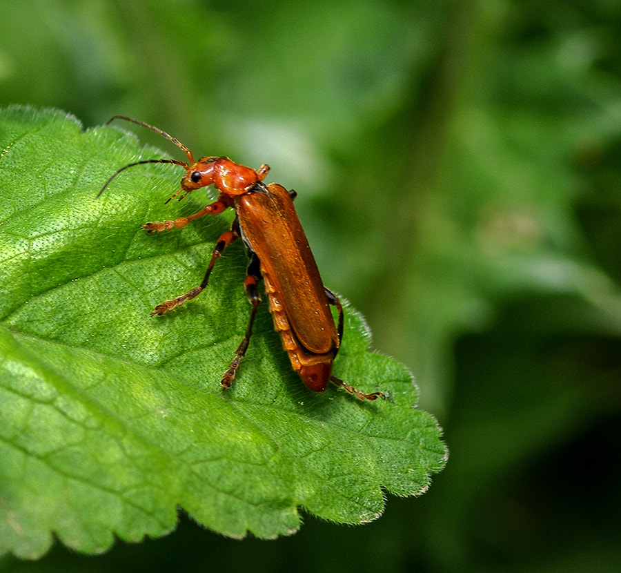 Pentax K20D + smc PENTAX-FA Macro 100mm F2.8 sample photo. Insect photography