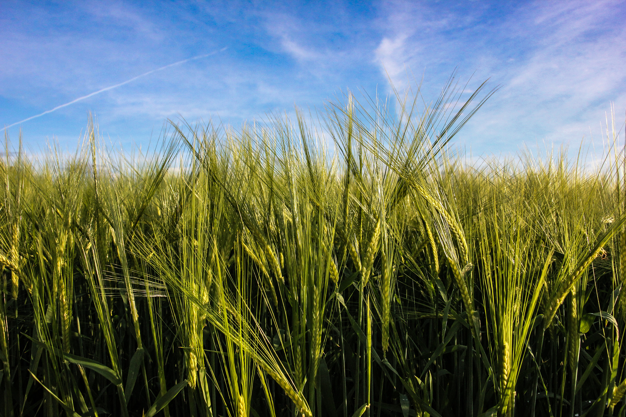 Canon EF-S 18-135mm F3.5-5.6 IS STM sample photo. Fields of gold photography