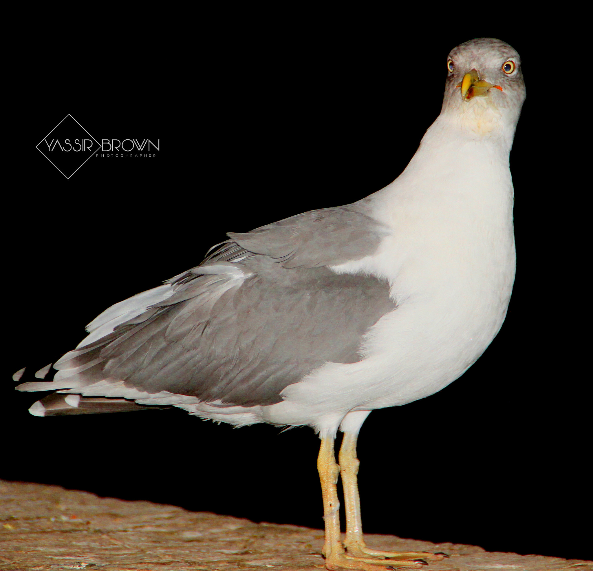 Canon EOS 500D (EOS Rebel T1i / EOS Kiss X3) sample photo. Birds of essaouira photography