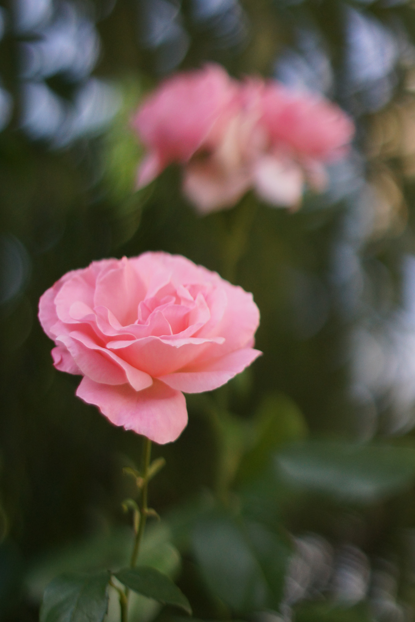 Sony 50mm F1.4 sample photo. Pink roses photography