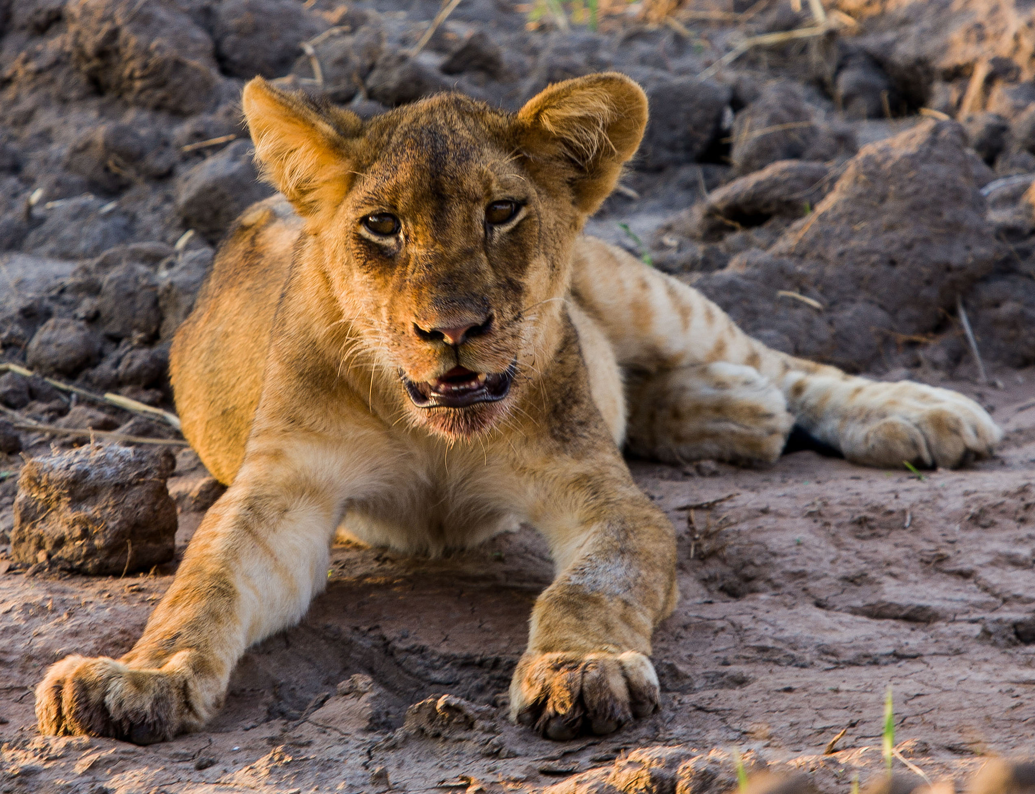 Canon EF 100-400mm F4.5-5.6L IS USM sample photo. Young lion rests after feeding photography