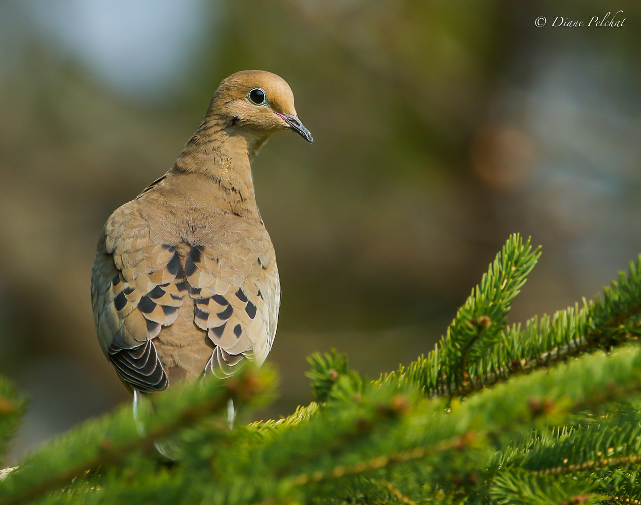 Canon EF 300mm F2.8L IS II USM sample photo. Mourning dove photography