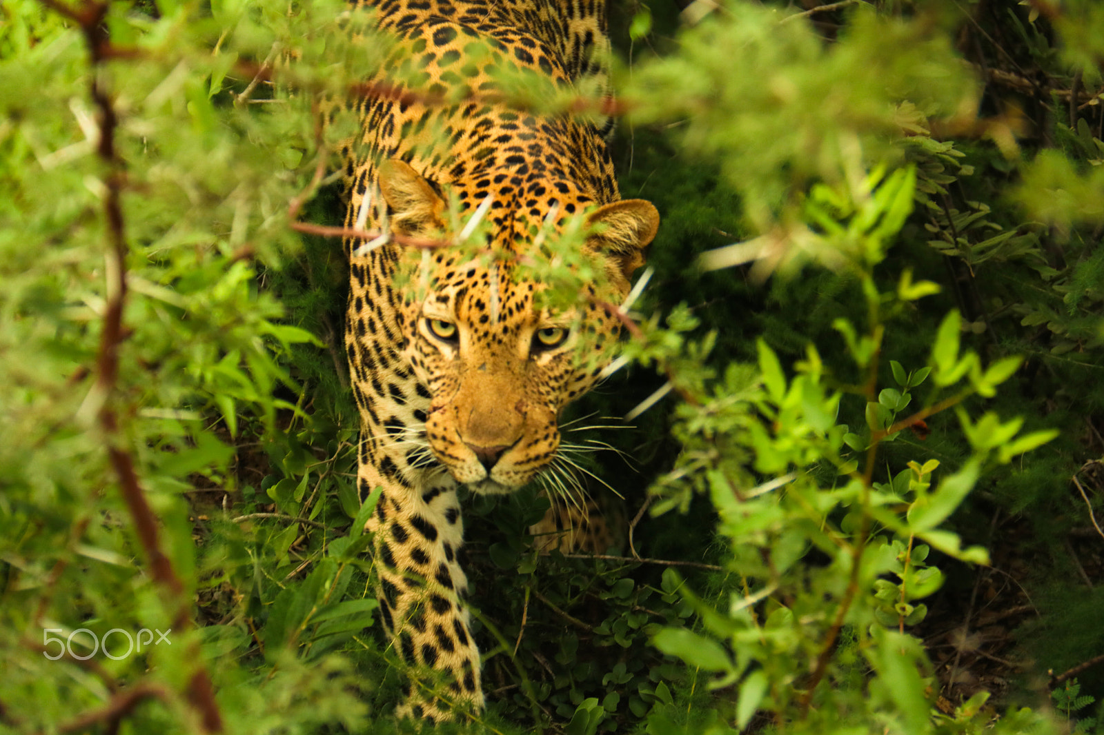 Canon EOS 750D (EOS Rebel T6i / EOS Kiss X8i) sample photo. Leopard madikwe photography