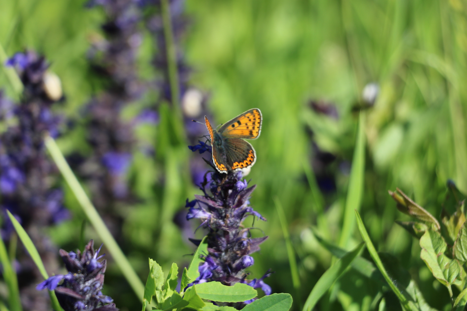 Canon EOS 750D (EOS Rebel T6i / EOS Kiss X8i) sample photo. Butterfly photography