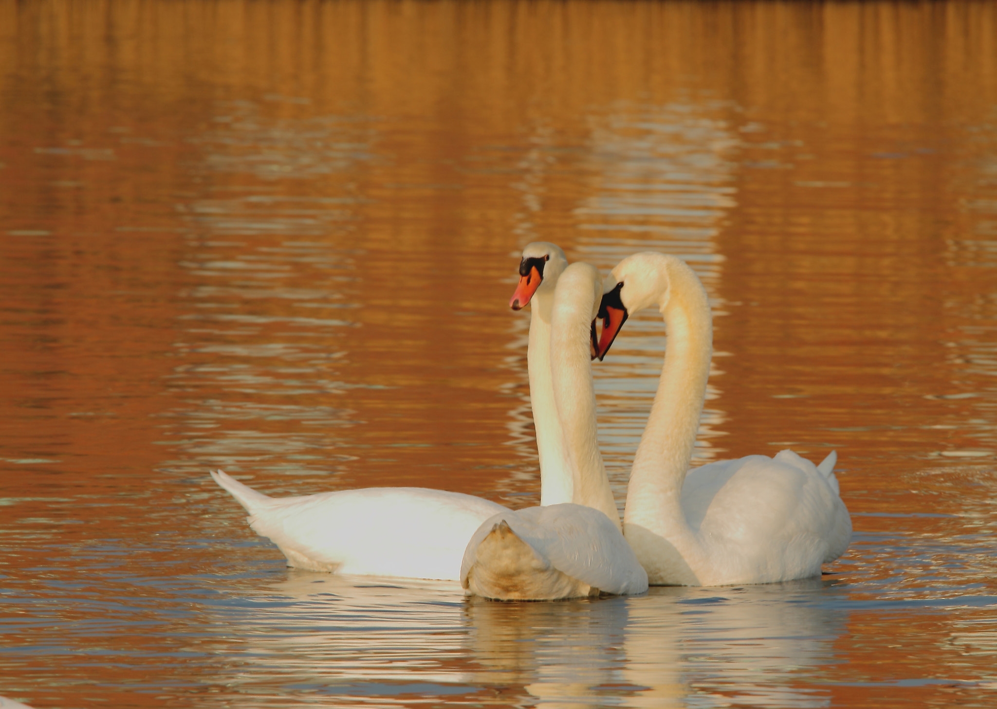 Canon EF 70-200mm F4L IS USM sample photo. Three is a crowd photography