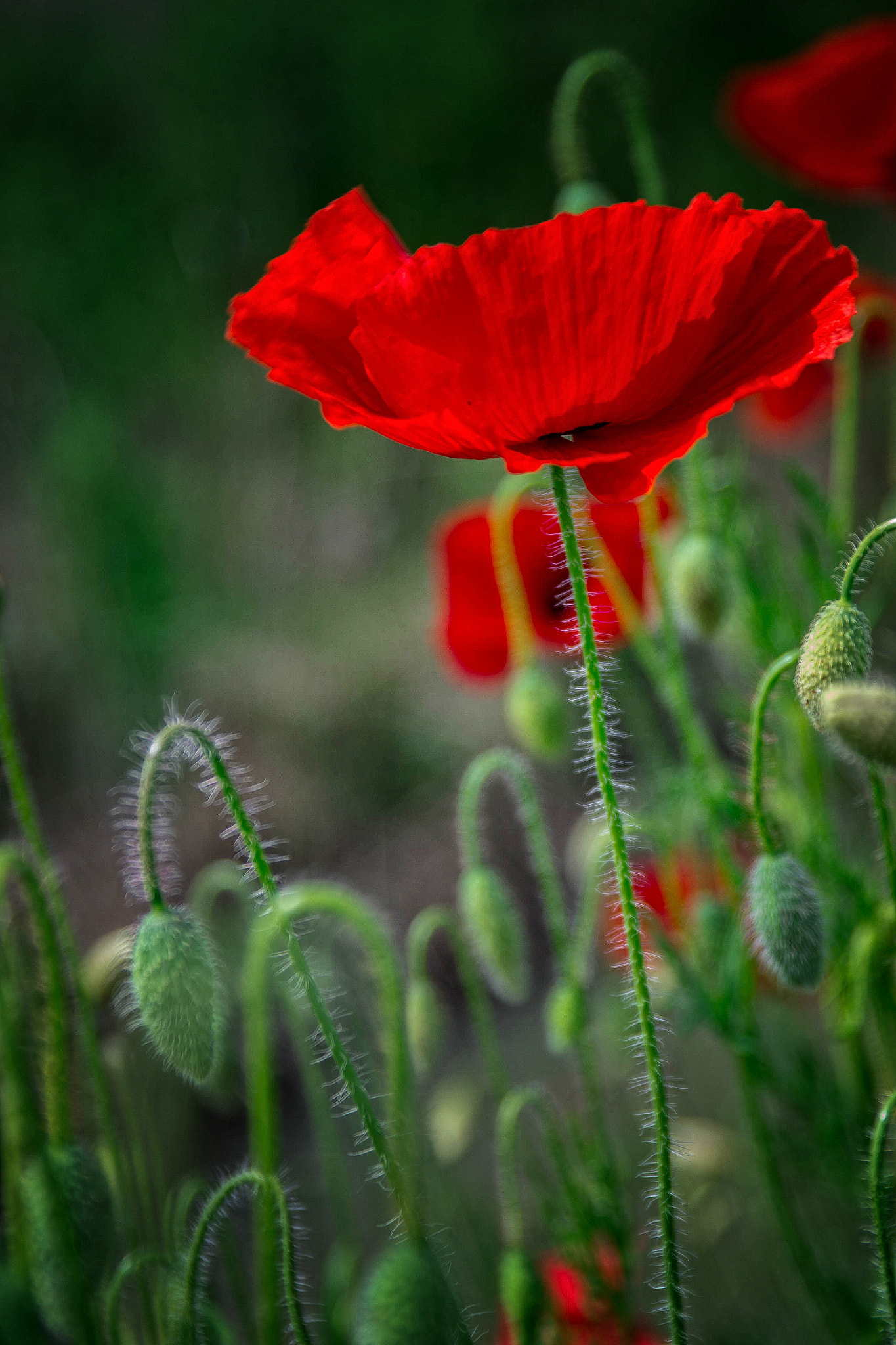 Nikon D3100 + AF-S Zoom-Nikkor 24-85mm f/3.5-4.5G IF-ED sample photo. Red wild poppies photography