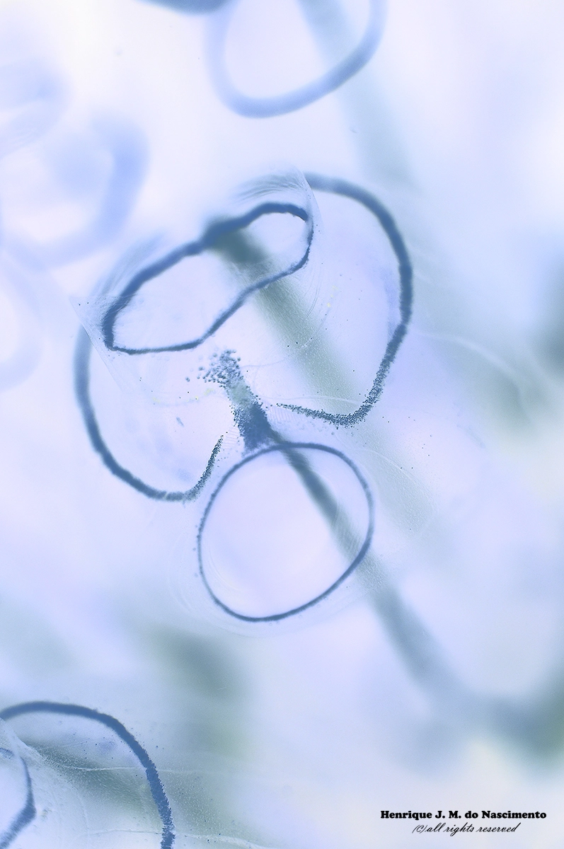 Sigma 105mm F2.8 EX DG OS HSM sample photo. Soft and relax photography