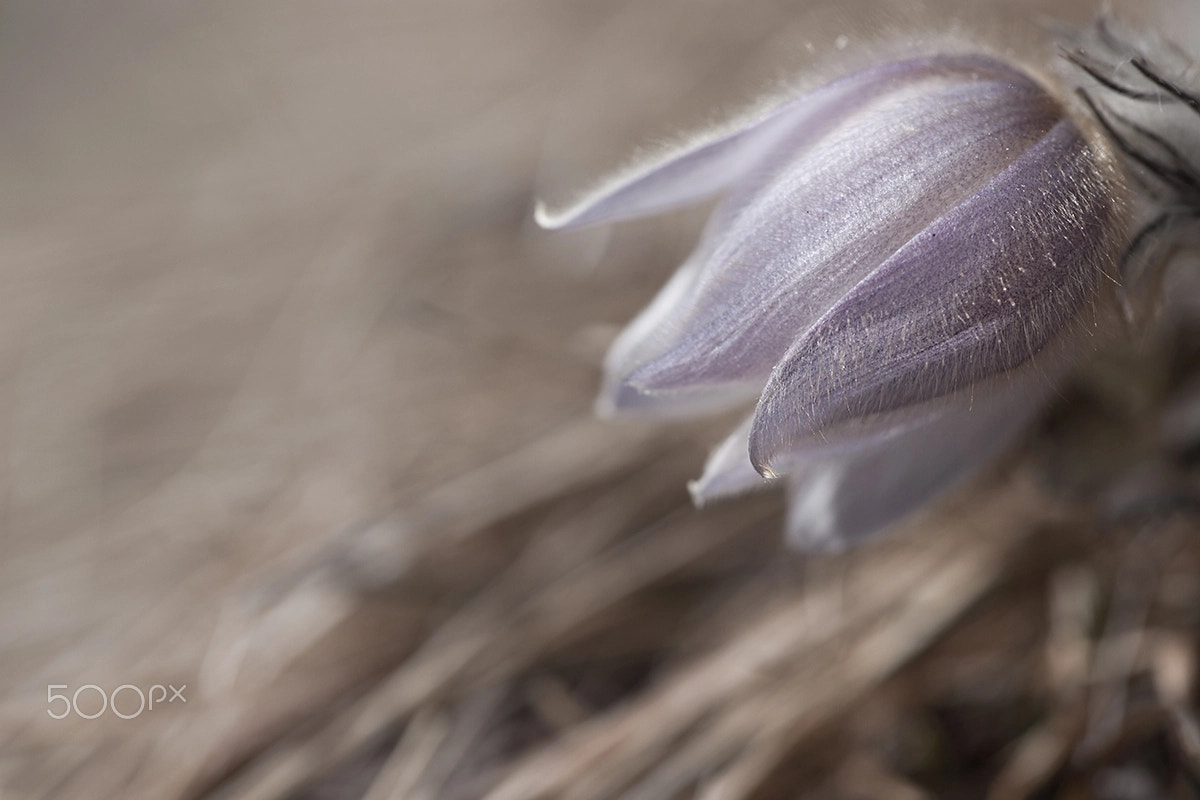 Sony Alpha DSLR-A900 + Minolta AF 100mm F2.8 Macro [New] sample photo. Pulsatilla vernalis photography