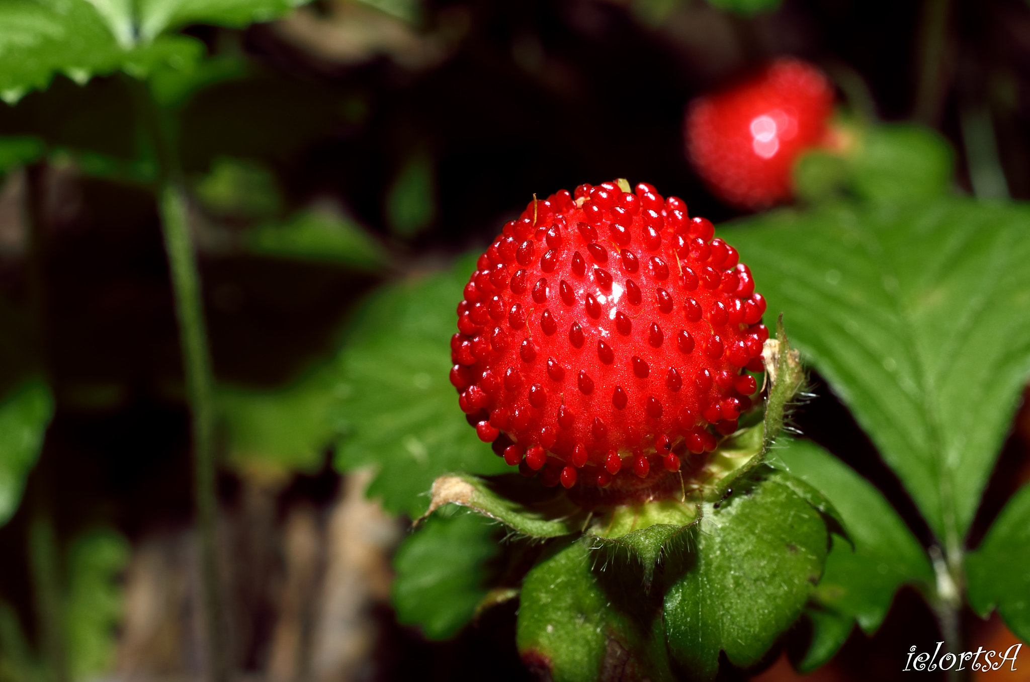 Pentax K-5 sample photo. Wood strawberry photography