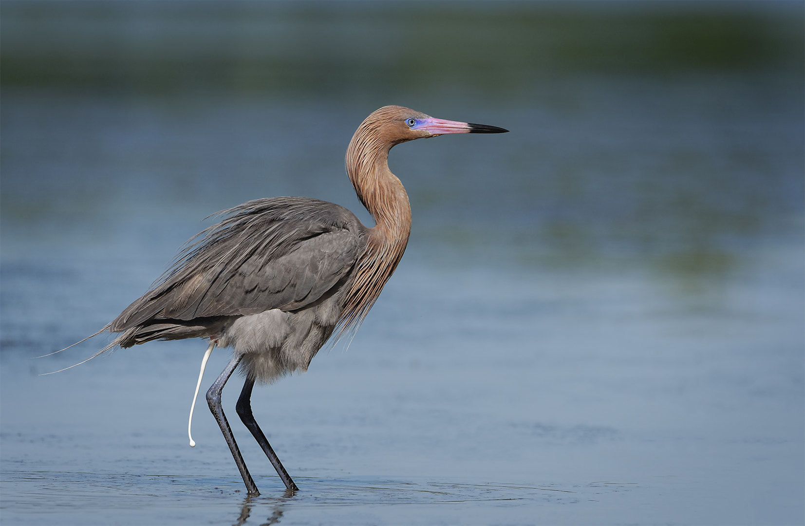 Nikon AF-S Nikkor 200-500mm F5.6E ED VR sample photo. Relieved reddish photography