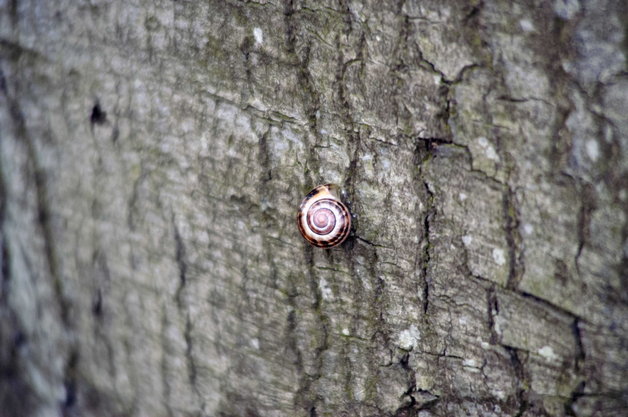 KONICA MINOLTA MAXXUM 5D sample photo. Hanging on photography