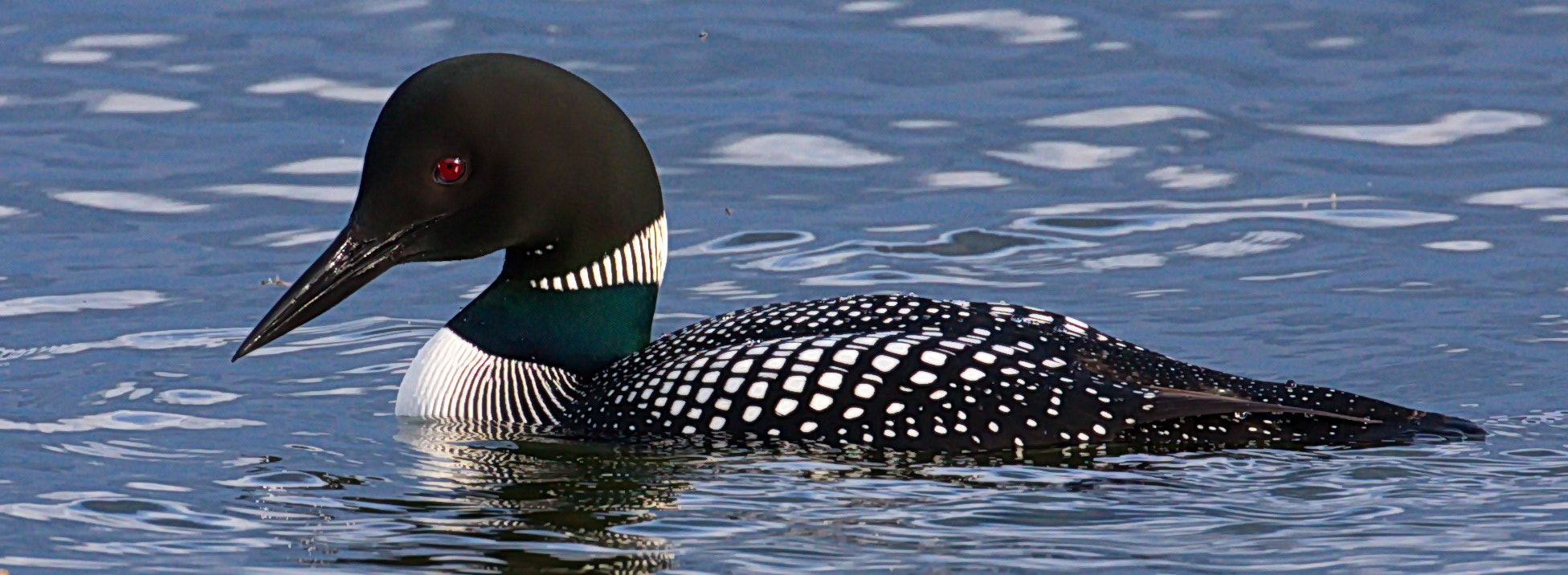 Canon EF 100-400mm F4.5-5.6L IS II USM sample photo. Loon photography
