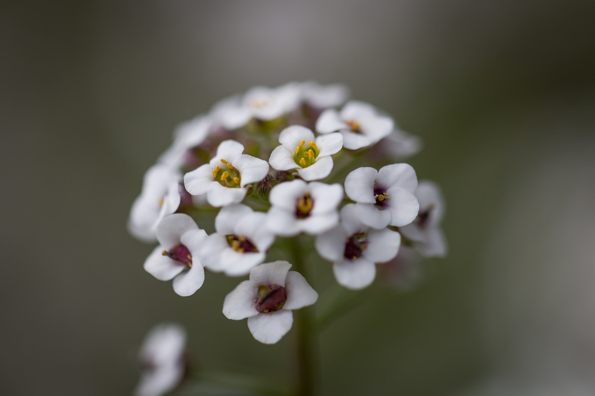 Canon EOS 650D (EOS Rebel T4i / EOS Kiss X6i) + Canon EF 100mm F2.8L Macro IS USM sample photo. Flower ball photography